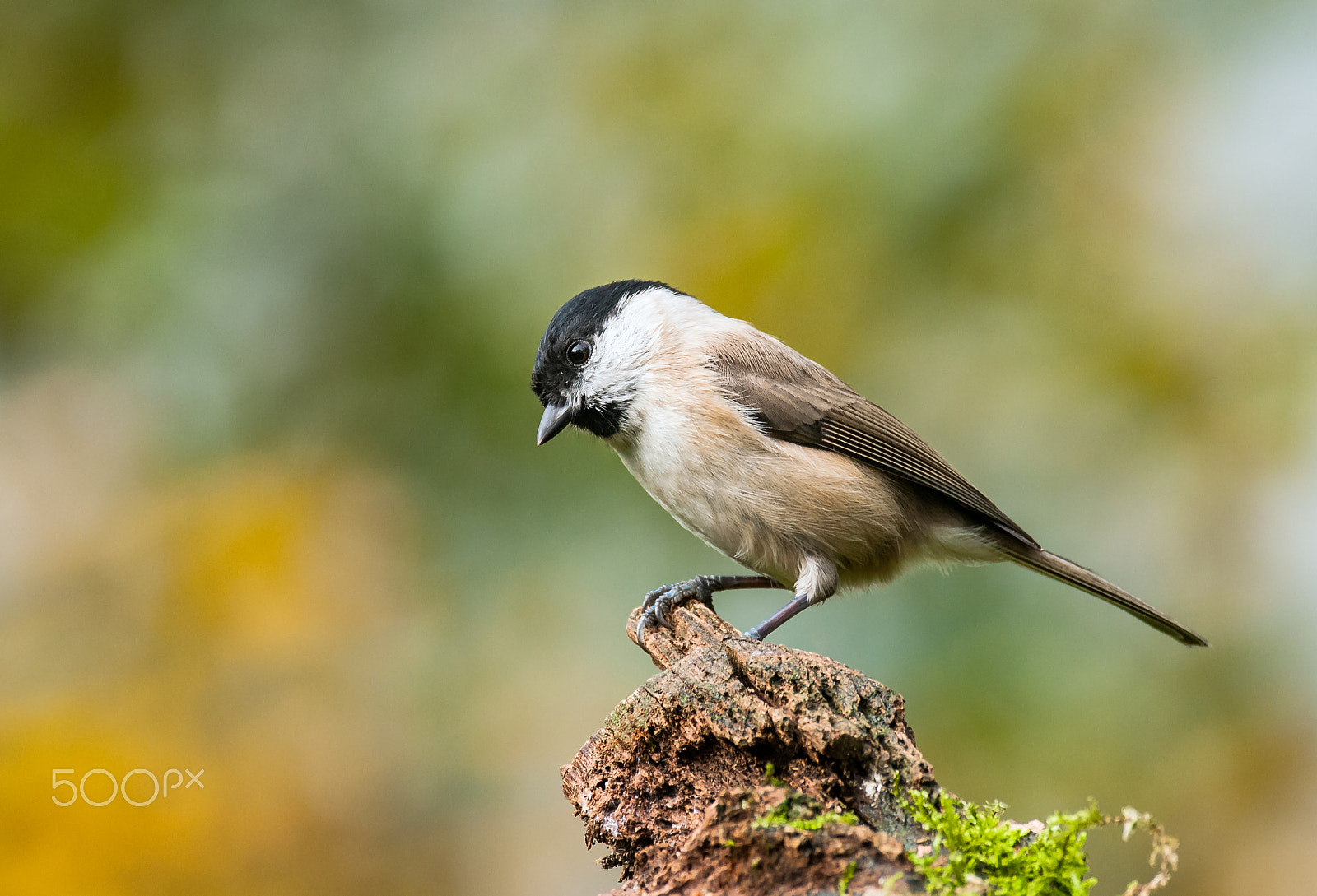 Sigma 120-300mm F2.8 EX DG HSM sample photo. Willow tit photography