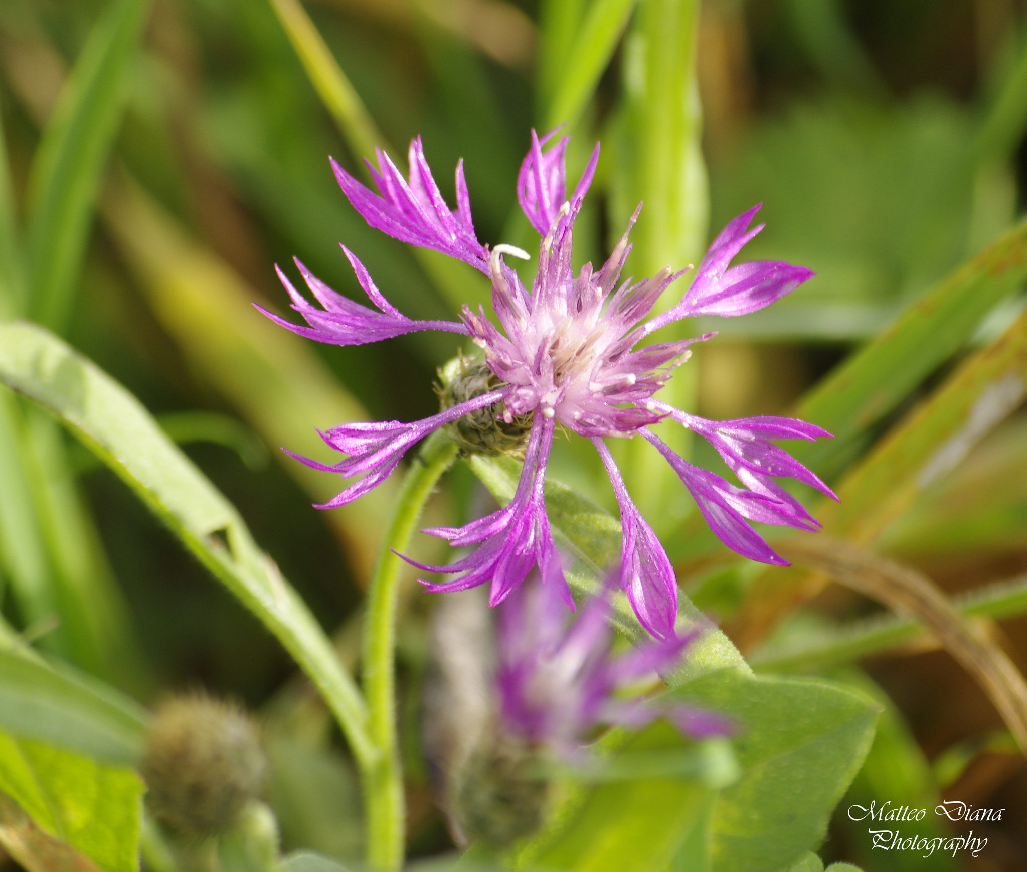 Pentax K-5 sample photo. _igp8227.jpg photography