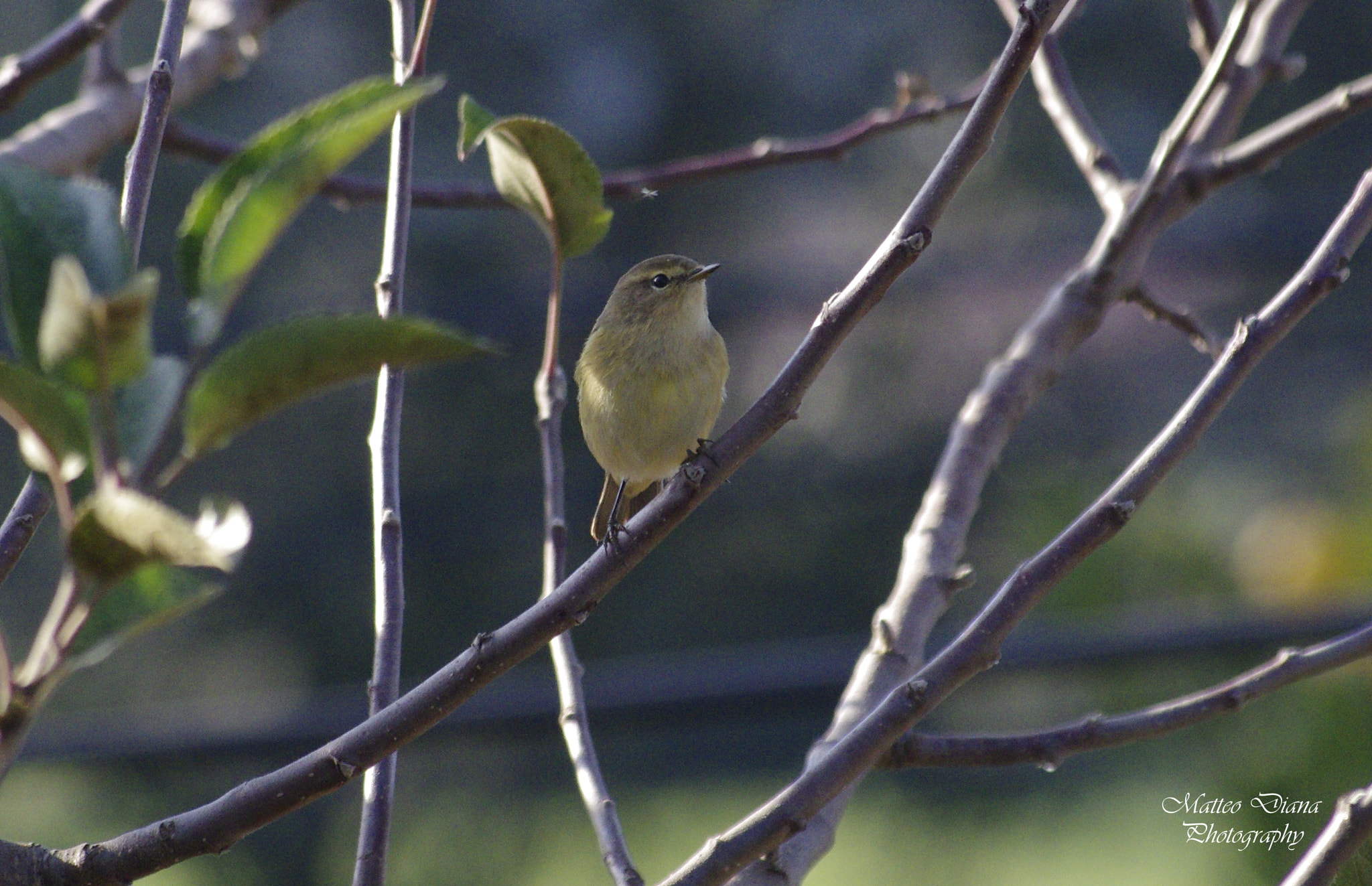 Pentax K-5 + smc PENTAX-DA L 50-200mm F4-5.6 ED sample photo. Luì grosso (phylloscopus trochilus linnaeus, 1758) photography