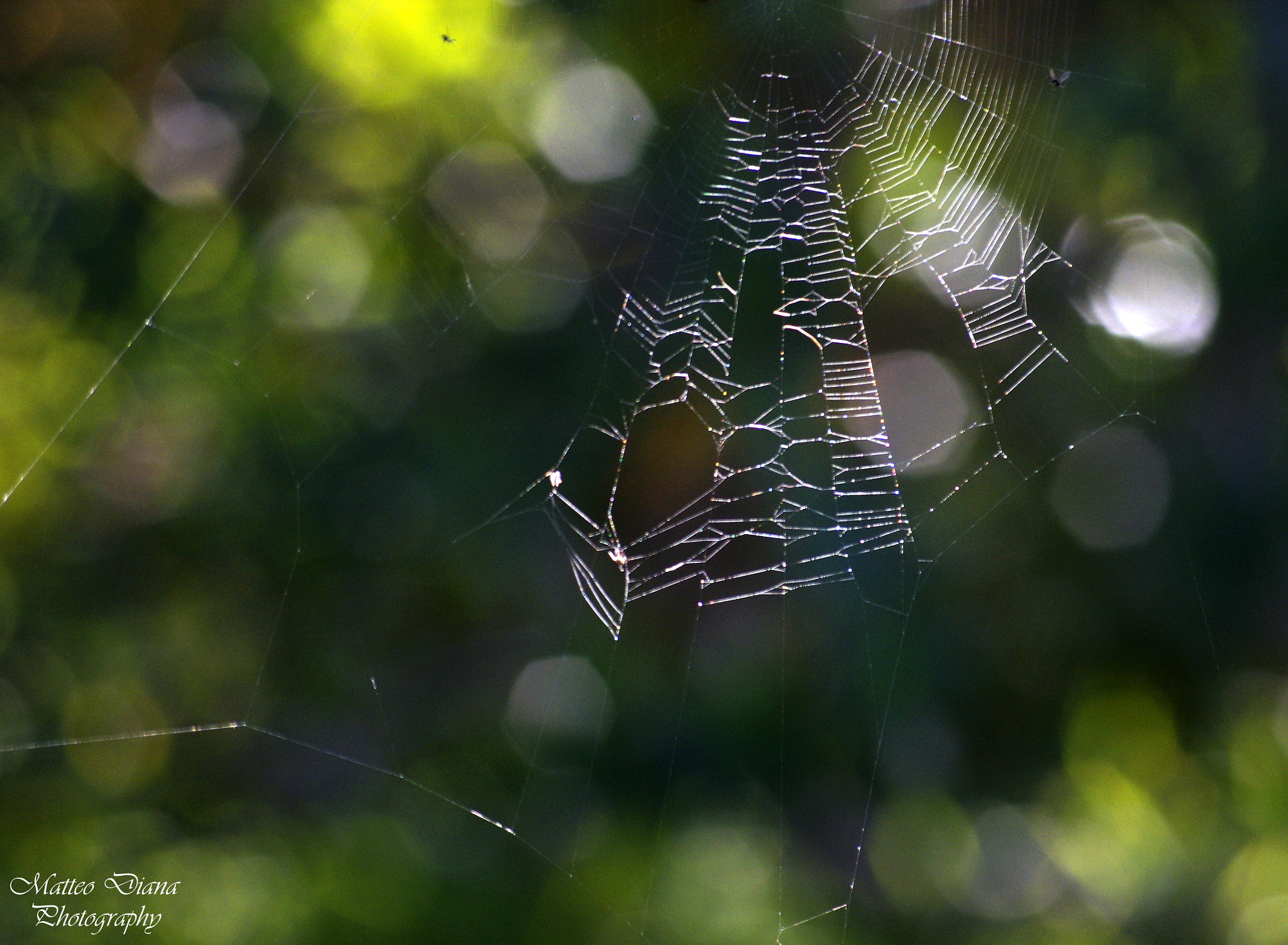 Pentax K-5 + smc PENTAX-DA L 50-200mm F4-5.6 ED sample photo. Spiderweb... photography