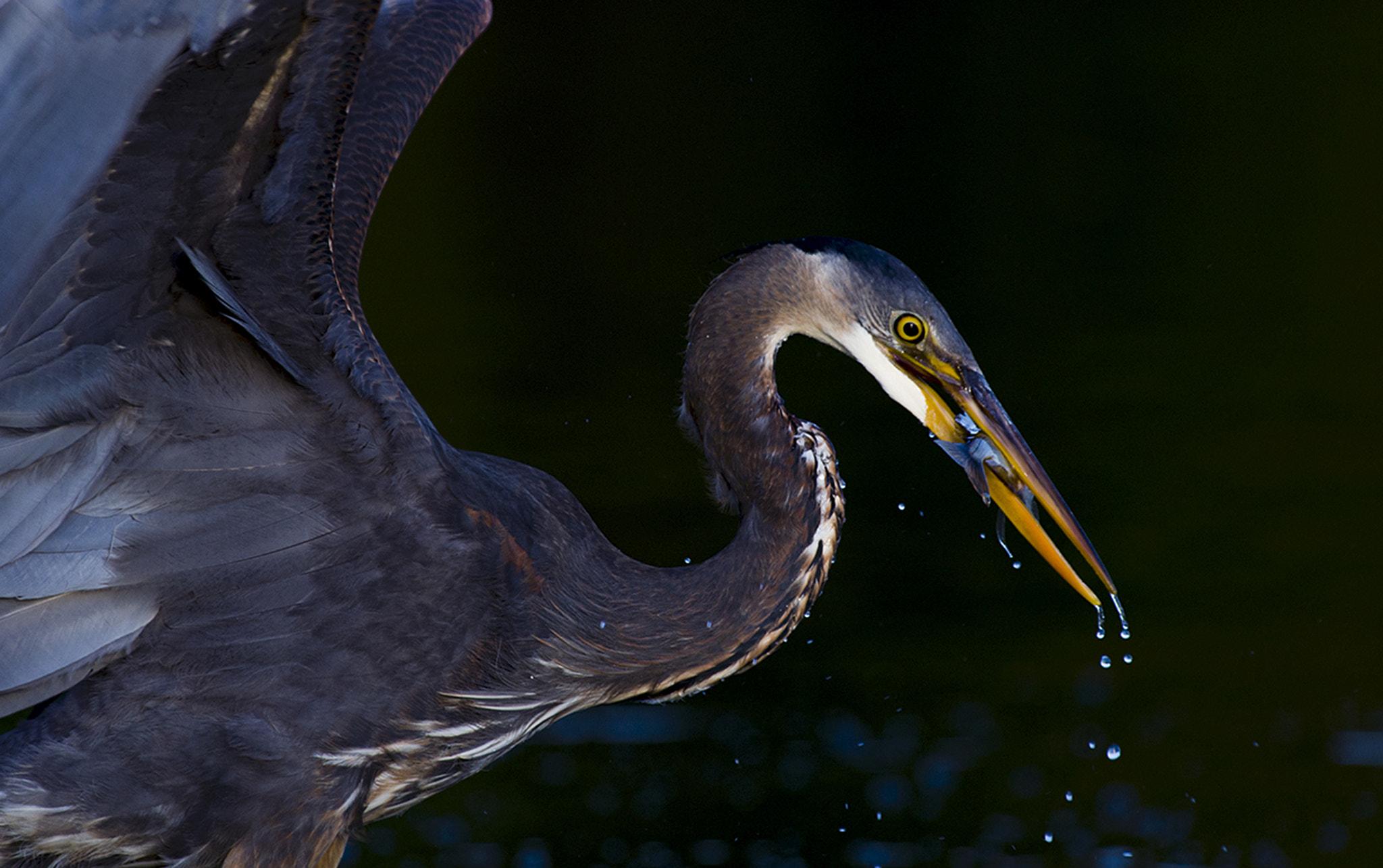 Pentax smc DA* 300mm F4.0 ED (IF) SDM sample photo. The great blue heron photography