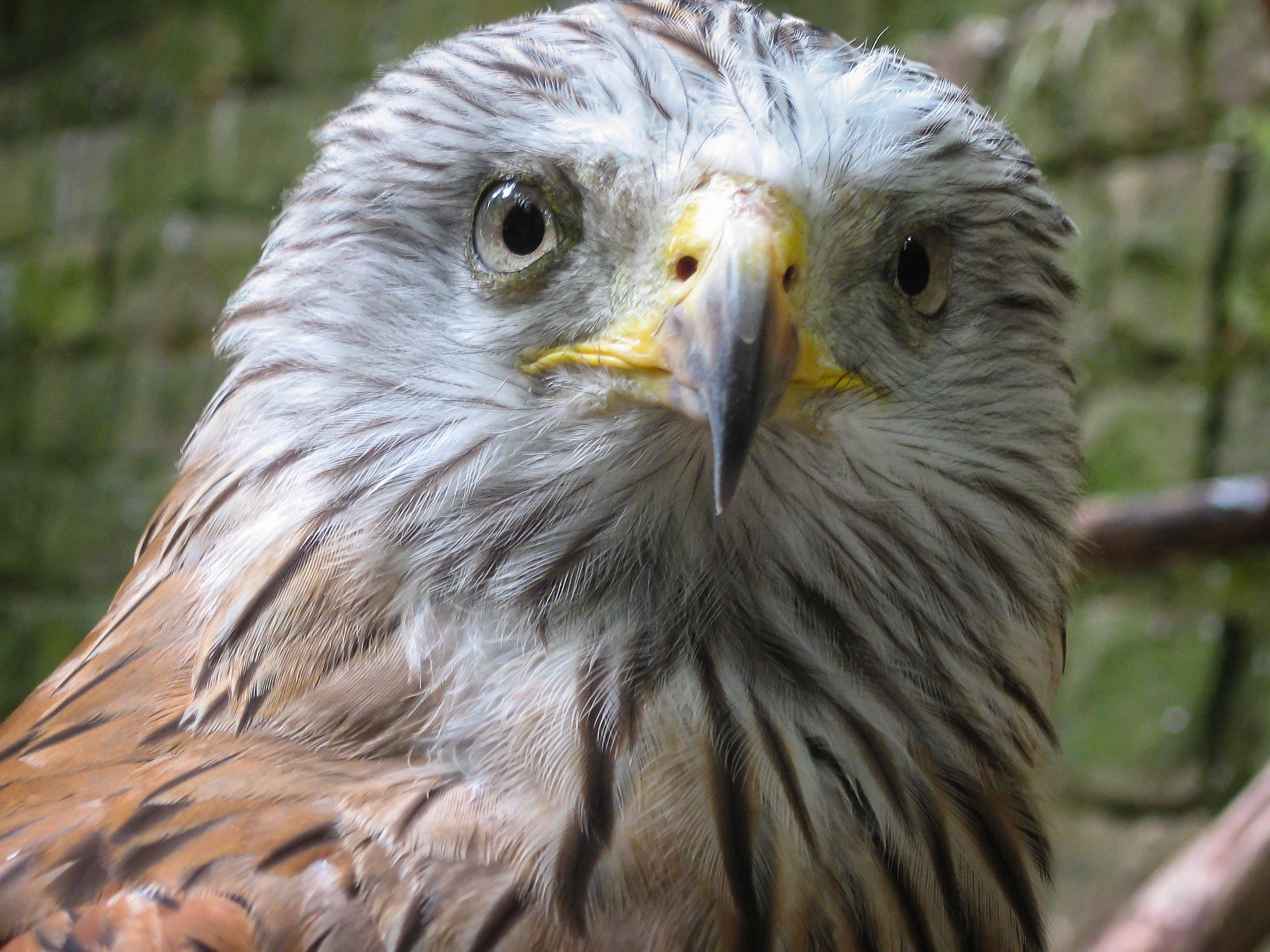 Canon POWERSHOT A530 sample photo. Portrait rotmilan - red kite photography