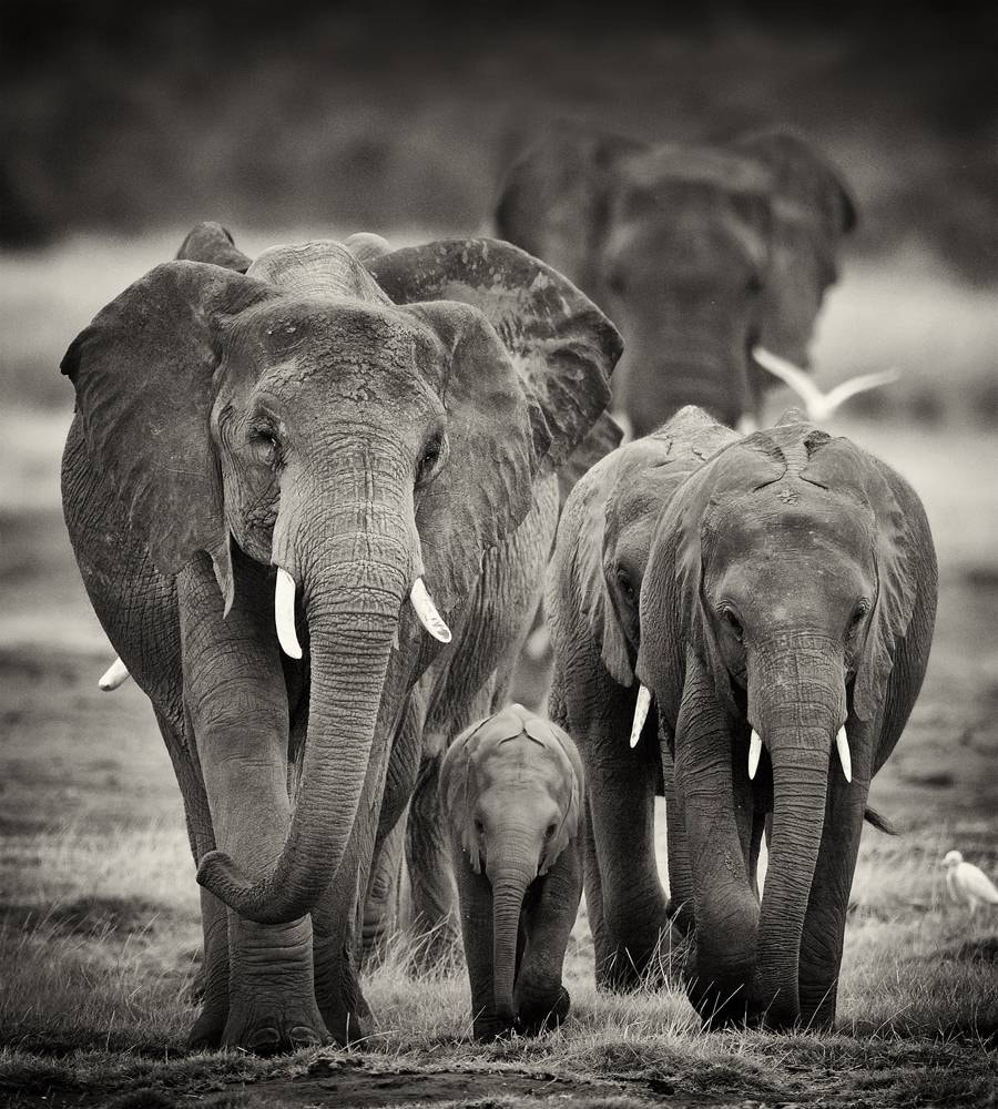 Nikon D300S + Nikon AF-S Nikkor 600mm F4G ED VR sample photo. Afrika photography