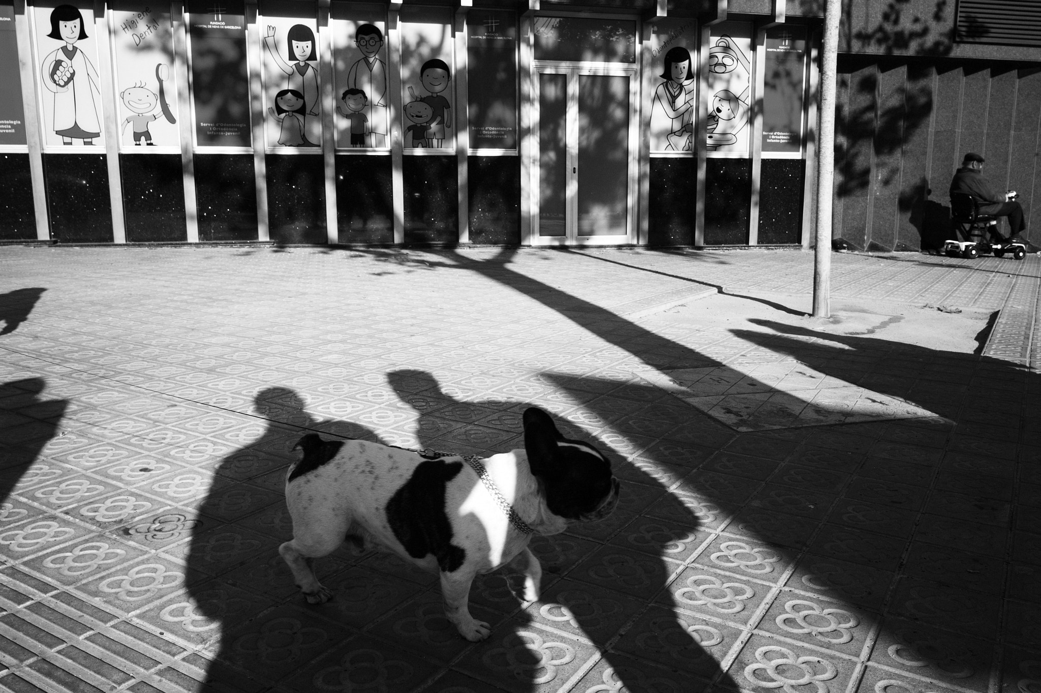 Leica M9 + Leica Summicron-M 28mm F2 ASPH sample photo. Dog in shadow photography