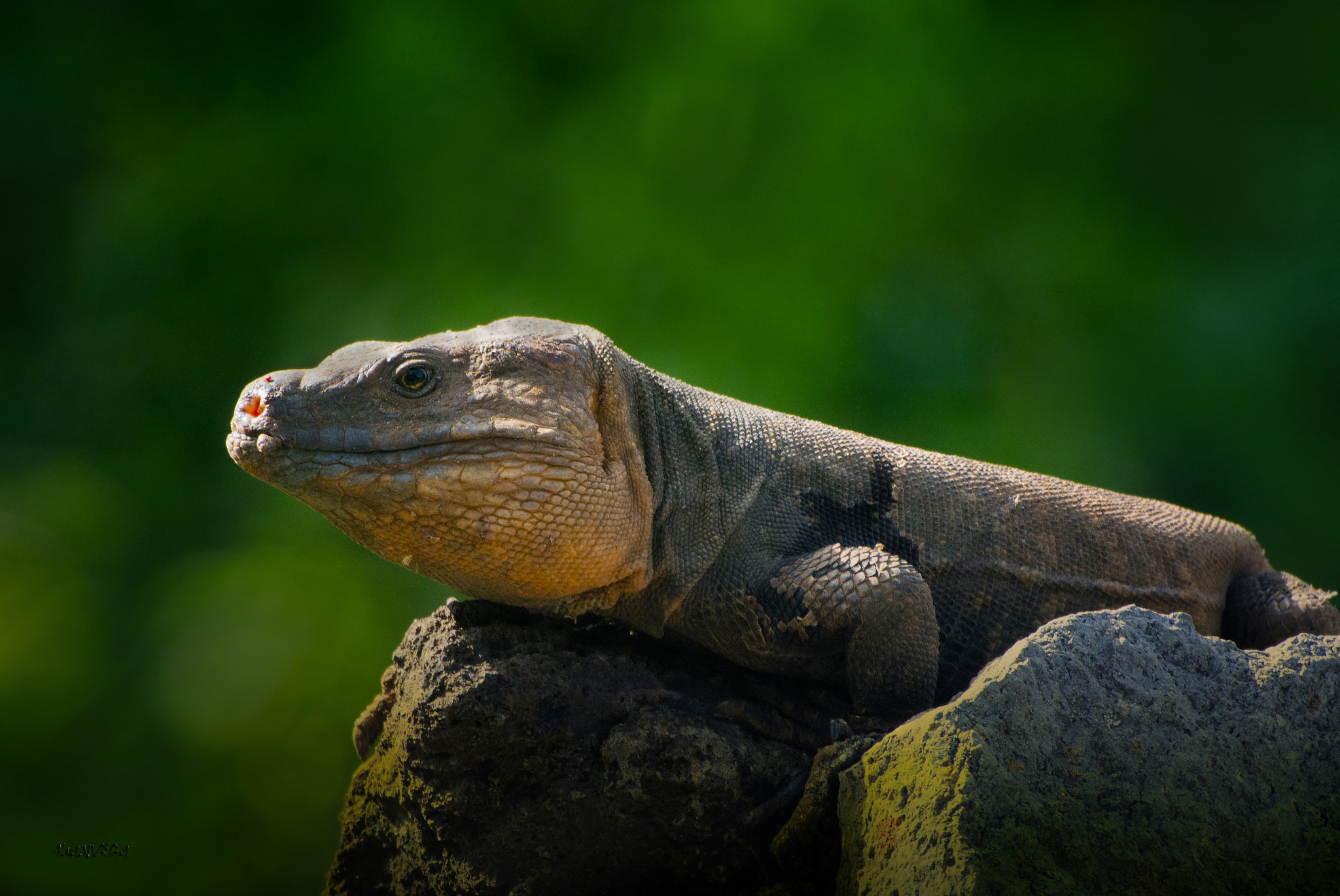 VR 70-300mm f/4.5-5.6G sample photo. Lagarto (gallotia stehlini ) photography