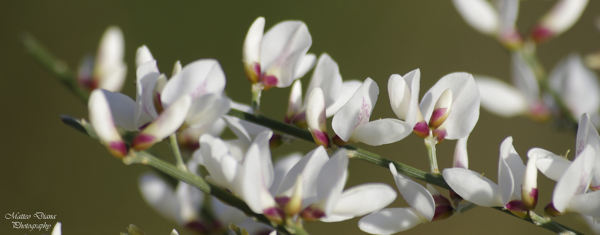 Pentax K-5 sample photo. Ginestra bianca photography