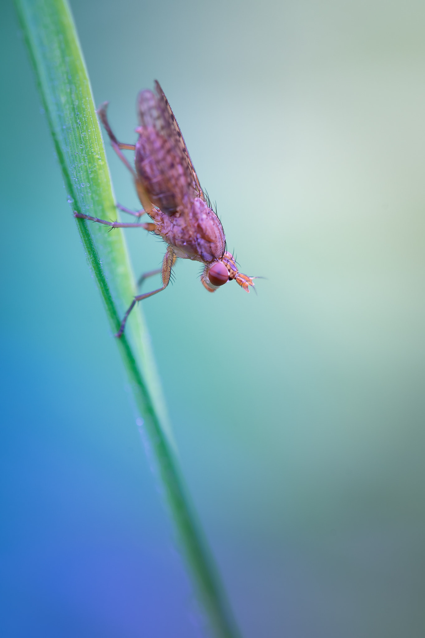 Sony a7 II + Canon EF 100mm F2.8L Macro IS USM sample photo. Vertical limit photography