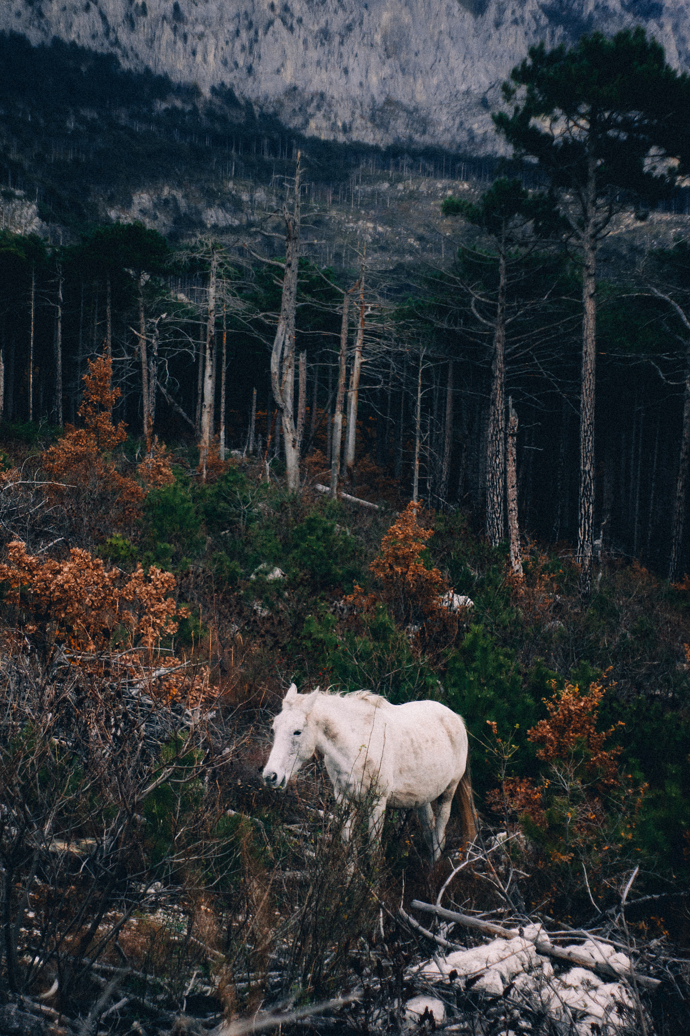 Canon EF 28-80mm f/3.5-5.6 sample photo. Autumn's end photography