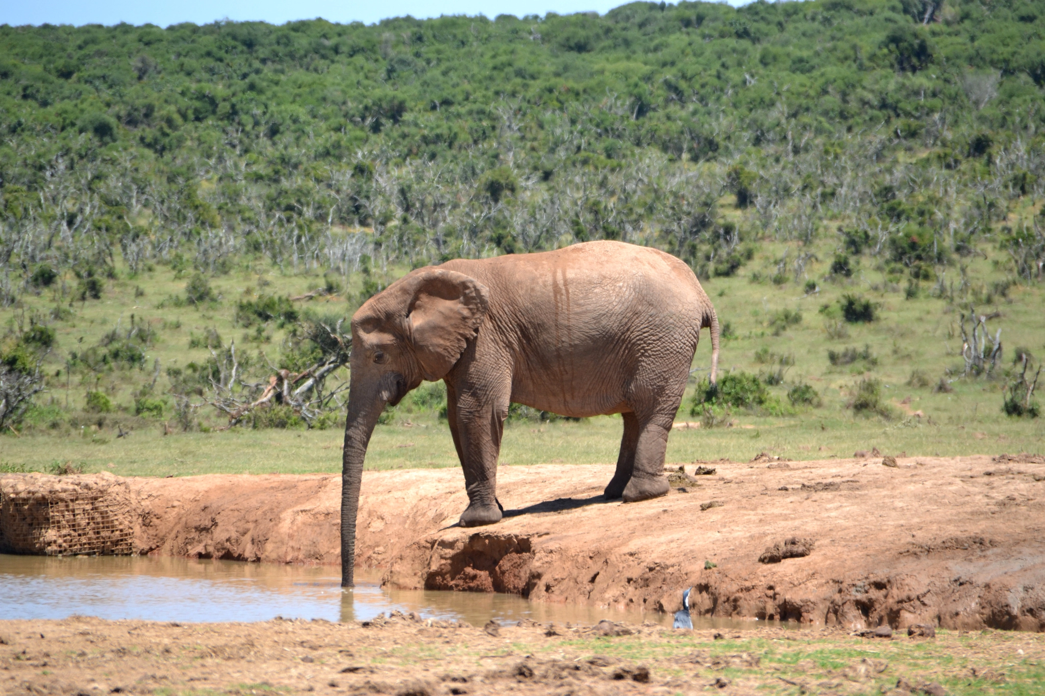 Sigma 18-250mm F3.5-6.3 DC OS HSM sample photo. Südafrika elefant photography