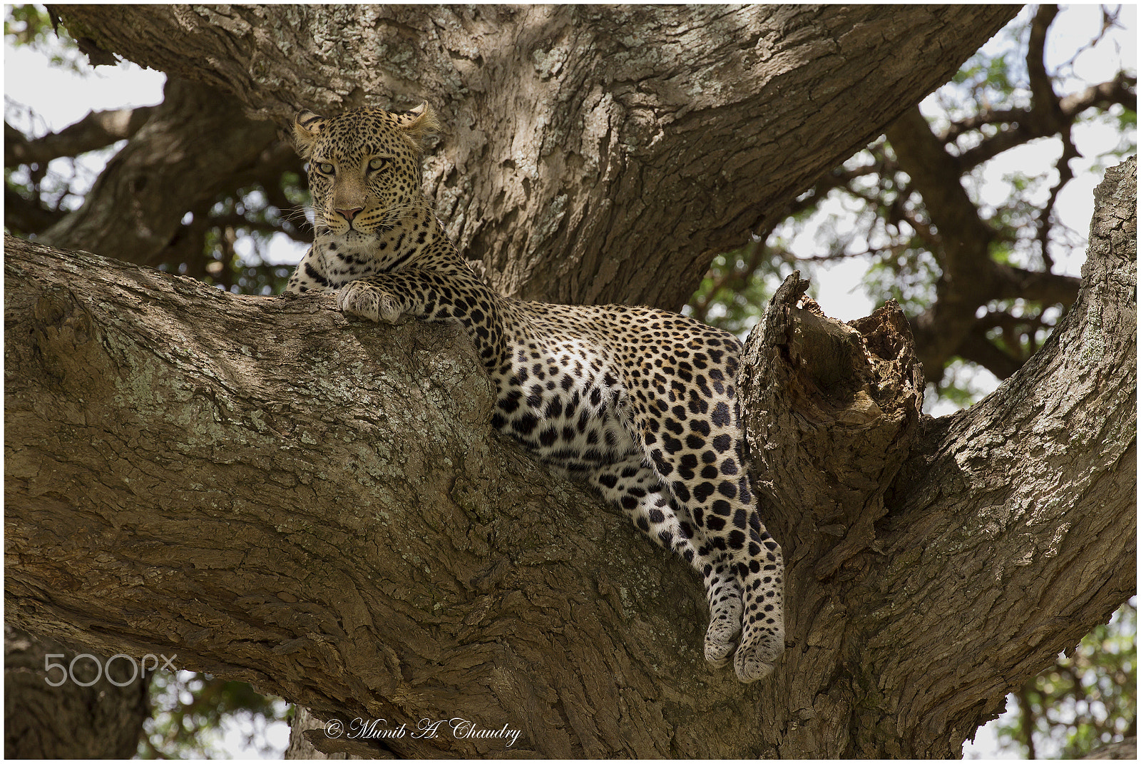 Canon EF 200-400mm F4L IS USM Extender 1.4x sample photo. Amber-eyed poser! photography