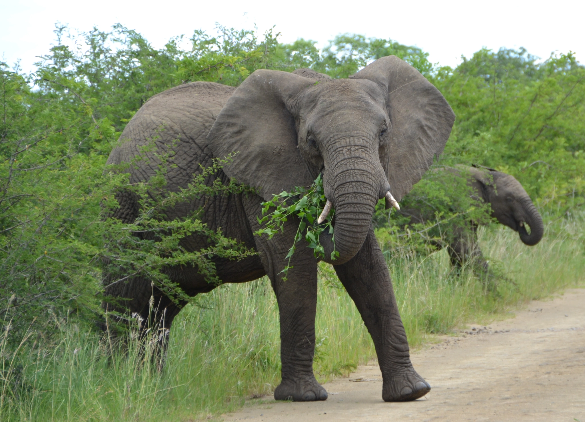 Sigma 18-250mm F3.5-6.3 DC OS HSM sample photo. Südafrika elefant photography