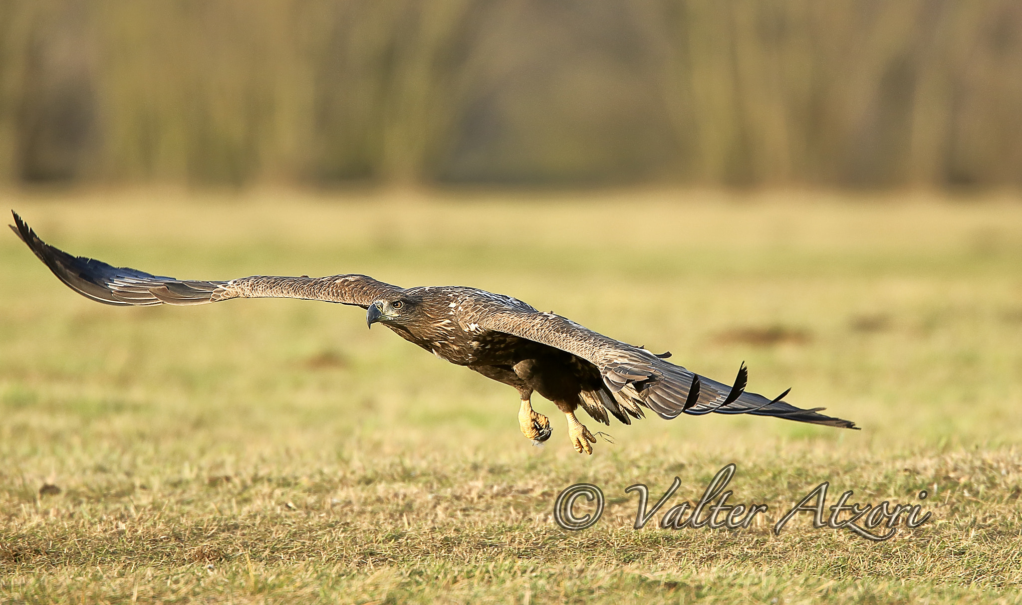 Canon EF 400mm F4.0 DO IS USM sample photo. White-tailed sea eagle in flight photography