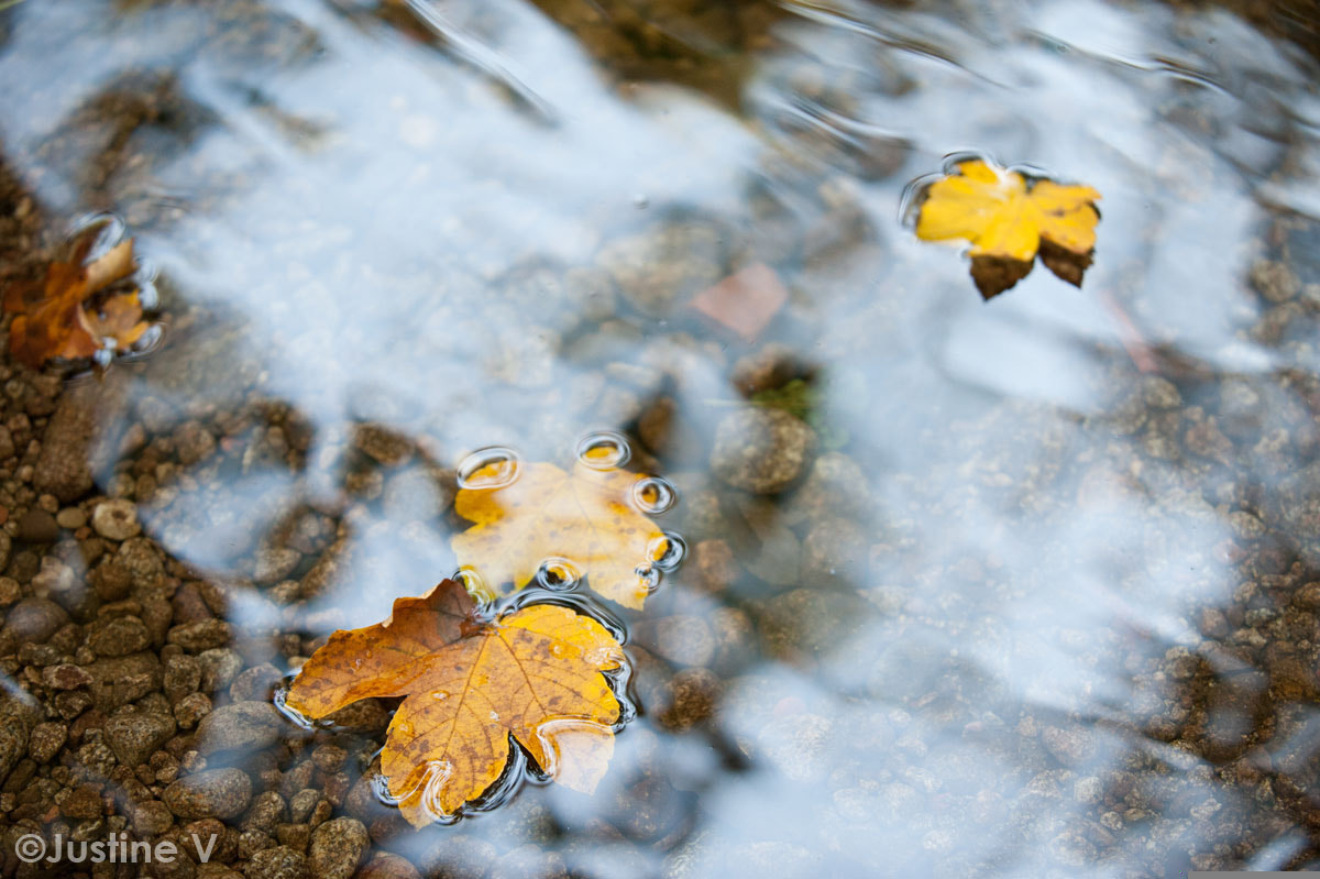 AF-S Zoom-Nikkor 80-200mm f/2.8D IF-ED sample photo. Autumn photography
