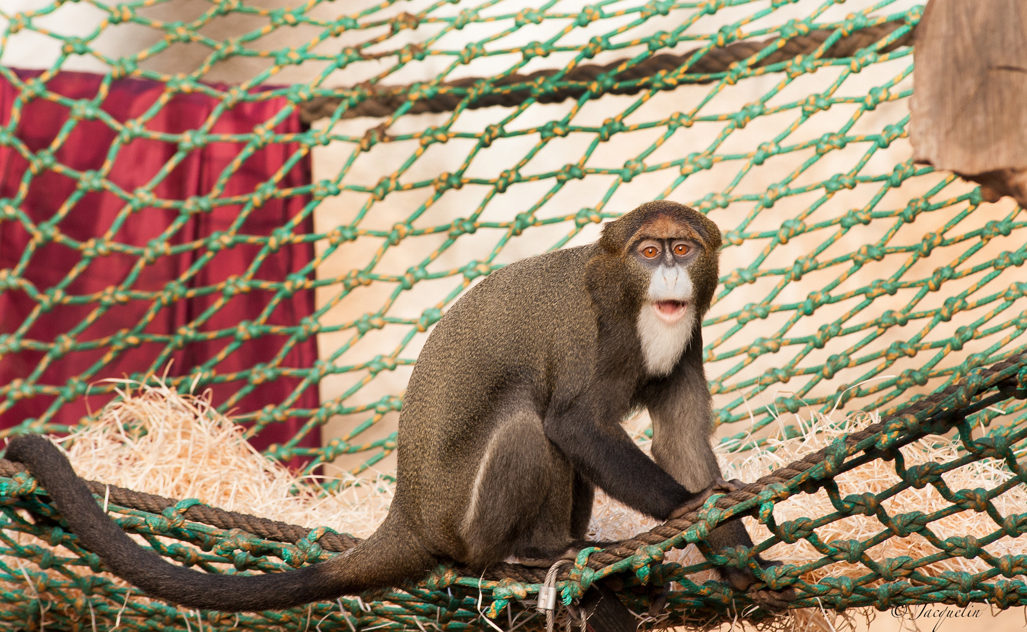 AF Zoom-Nikkor 80-200mm f/2.8 ED sample photo. Little monkey photography