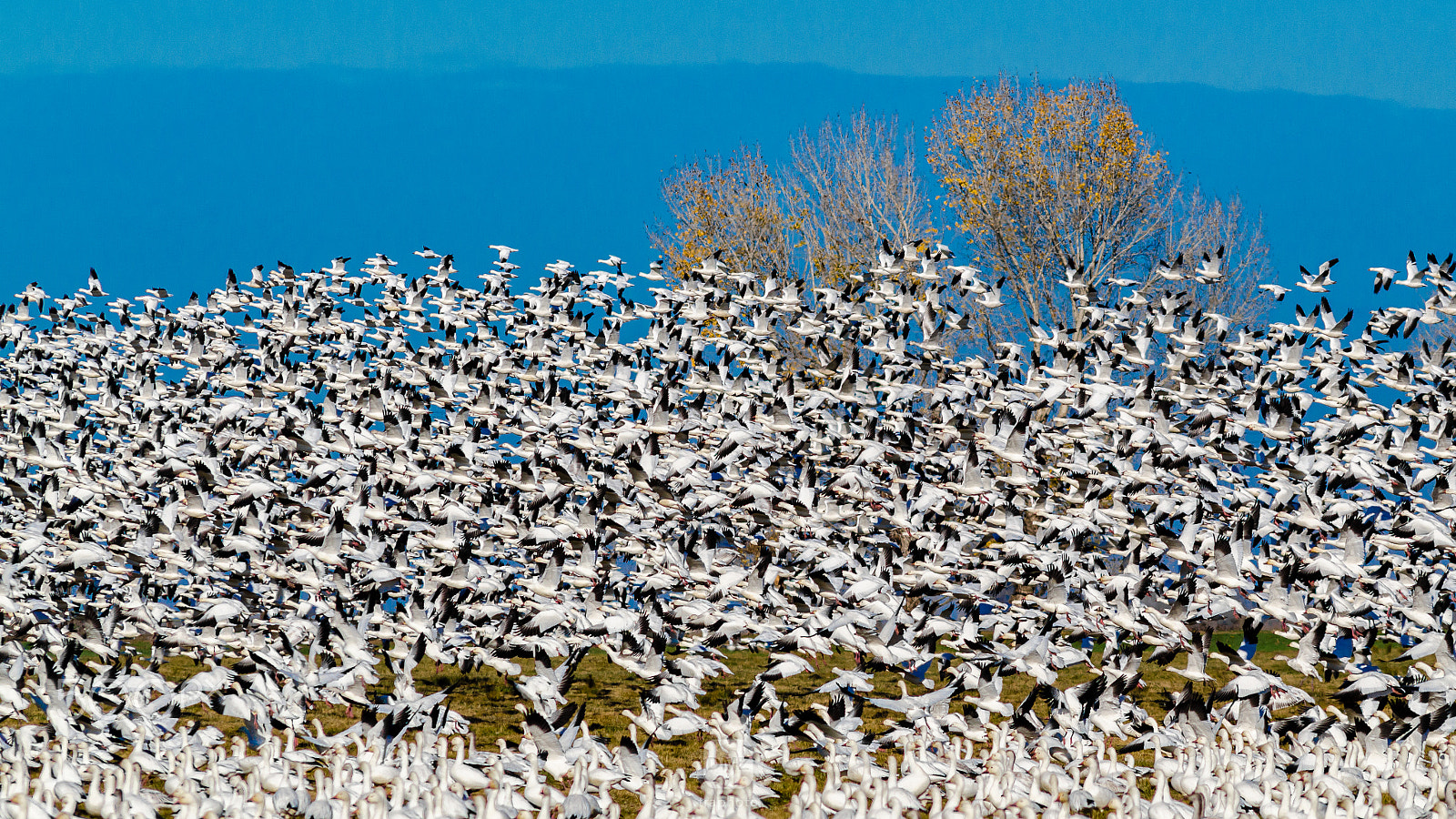 Nikon D7000 + AF Nikkor 300mm f/4 IF-ED sample photo. Wall of stuning photography