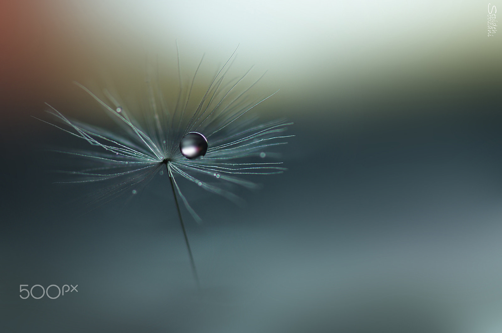 Sony SLT-A35 + Tamron SP AF 90mm F2.8 Di Macro sample photo. I have a dream photography