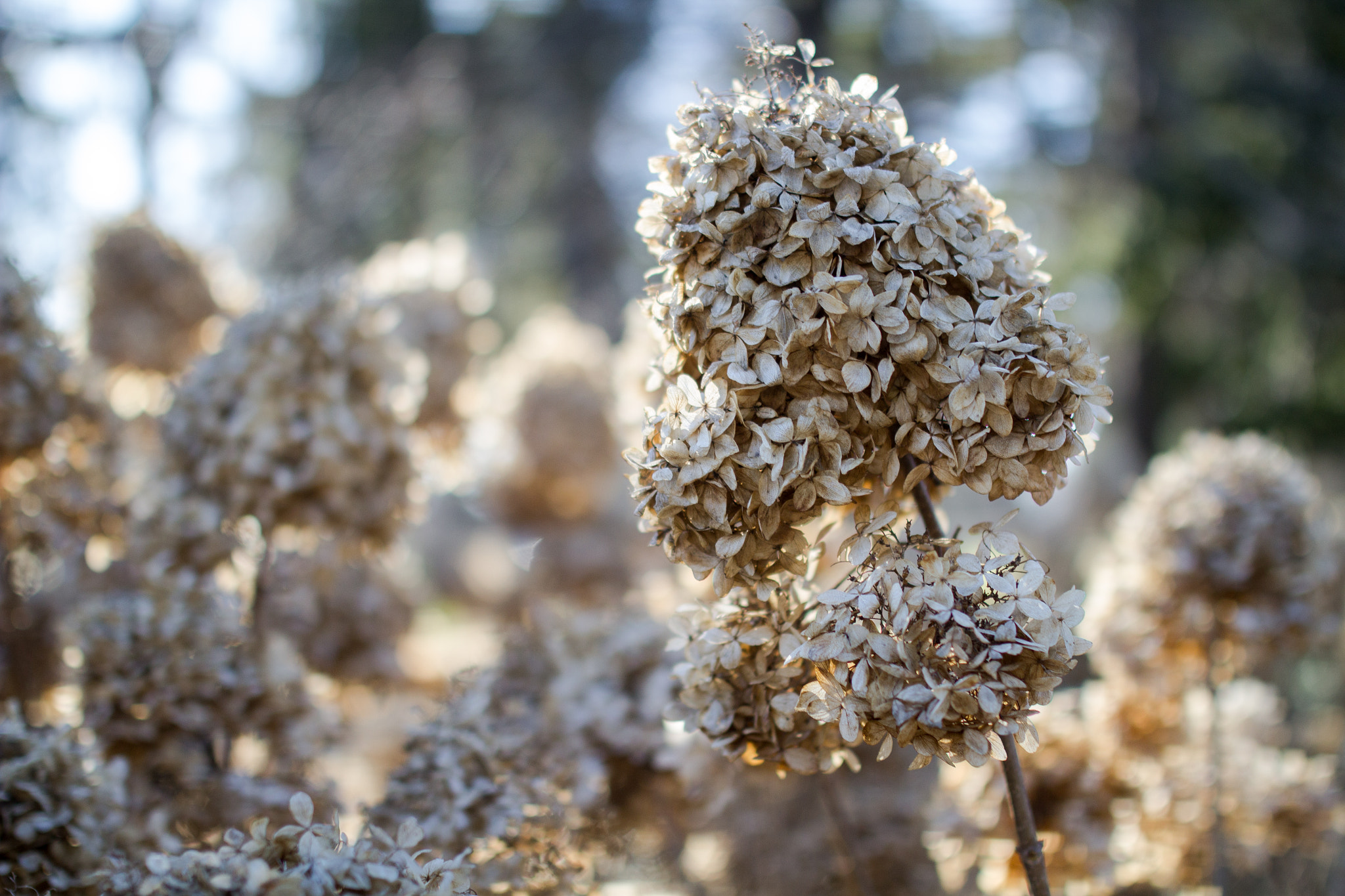 Sigma 35mm F1.4 DG HSM Art sample photo. Radiant photography