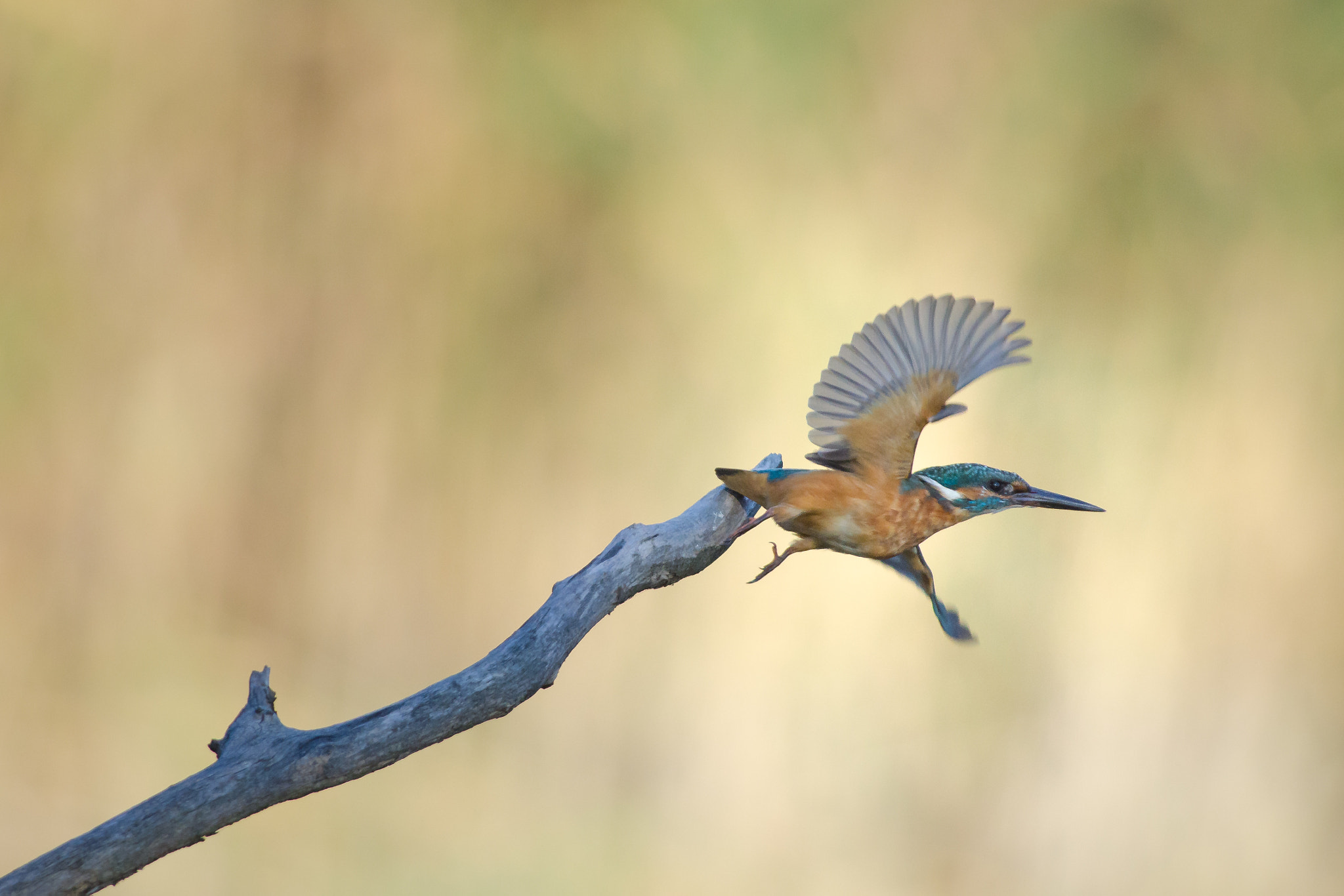 Nikon AF-S Nikkor 300mm F2.8G ED VR II sample photo. ...takeoff! photography
