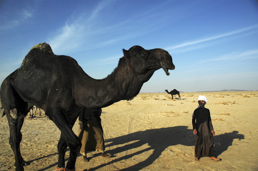 Nikon D70 + Sigma 18-125mm F3.8-5.6 DC HSM sample photo. Camel man photography