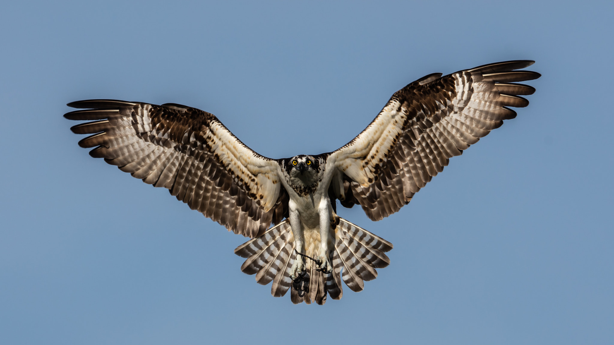 Canon EOS 5DS R + Canon EF 300mm F2.8L IS II USM sample photo. Osprey photography