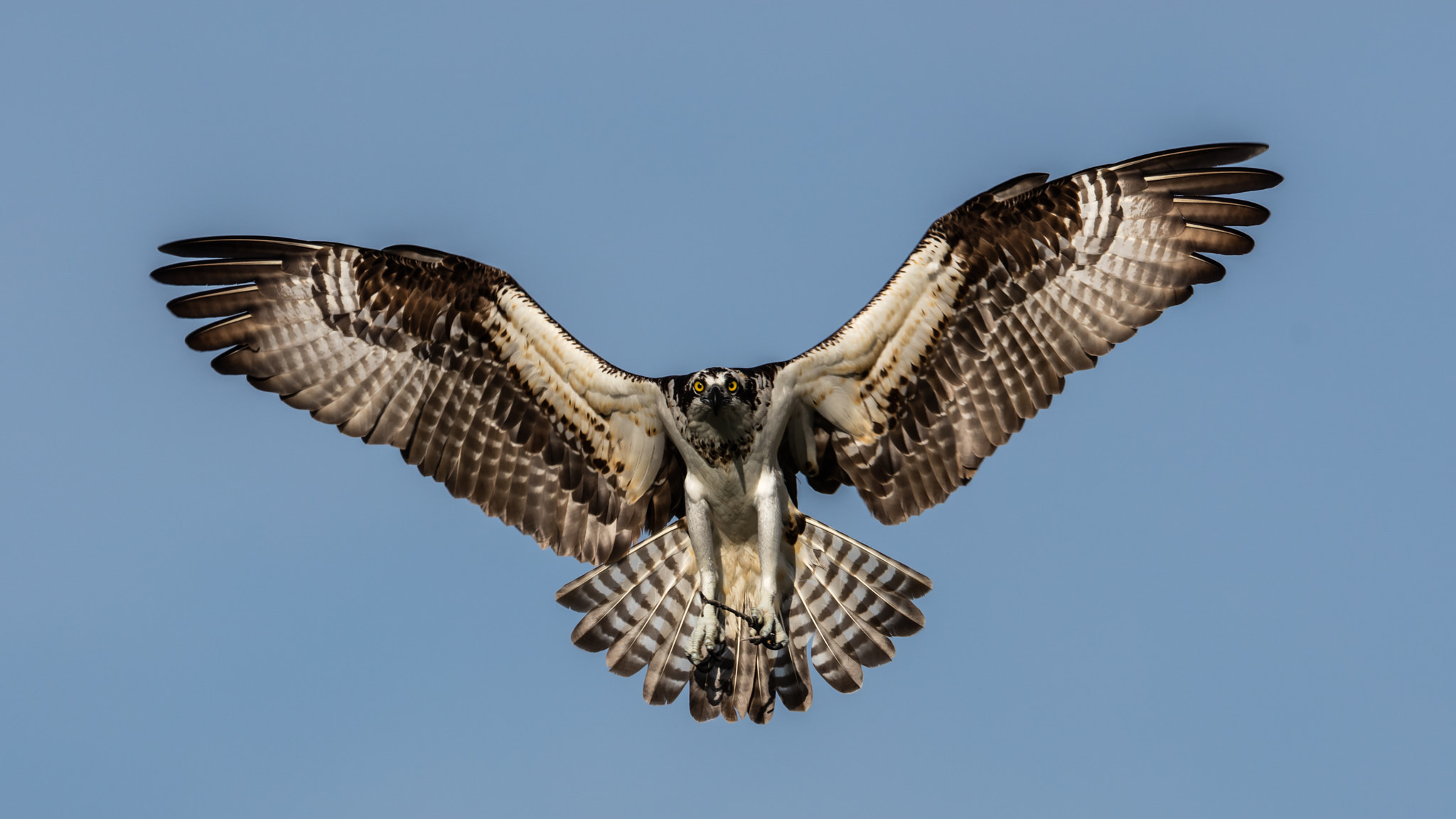 Canon EF 300mm F2.8L IS II USM sample photo. Osprey photography