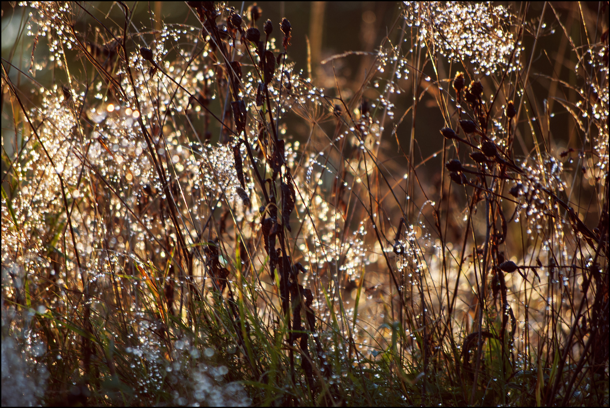 Pentax smc DA 50-200mm F4-5.6 ED sample photo. Cukiering photography