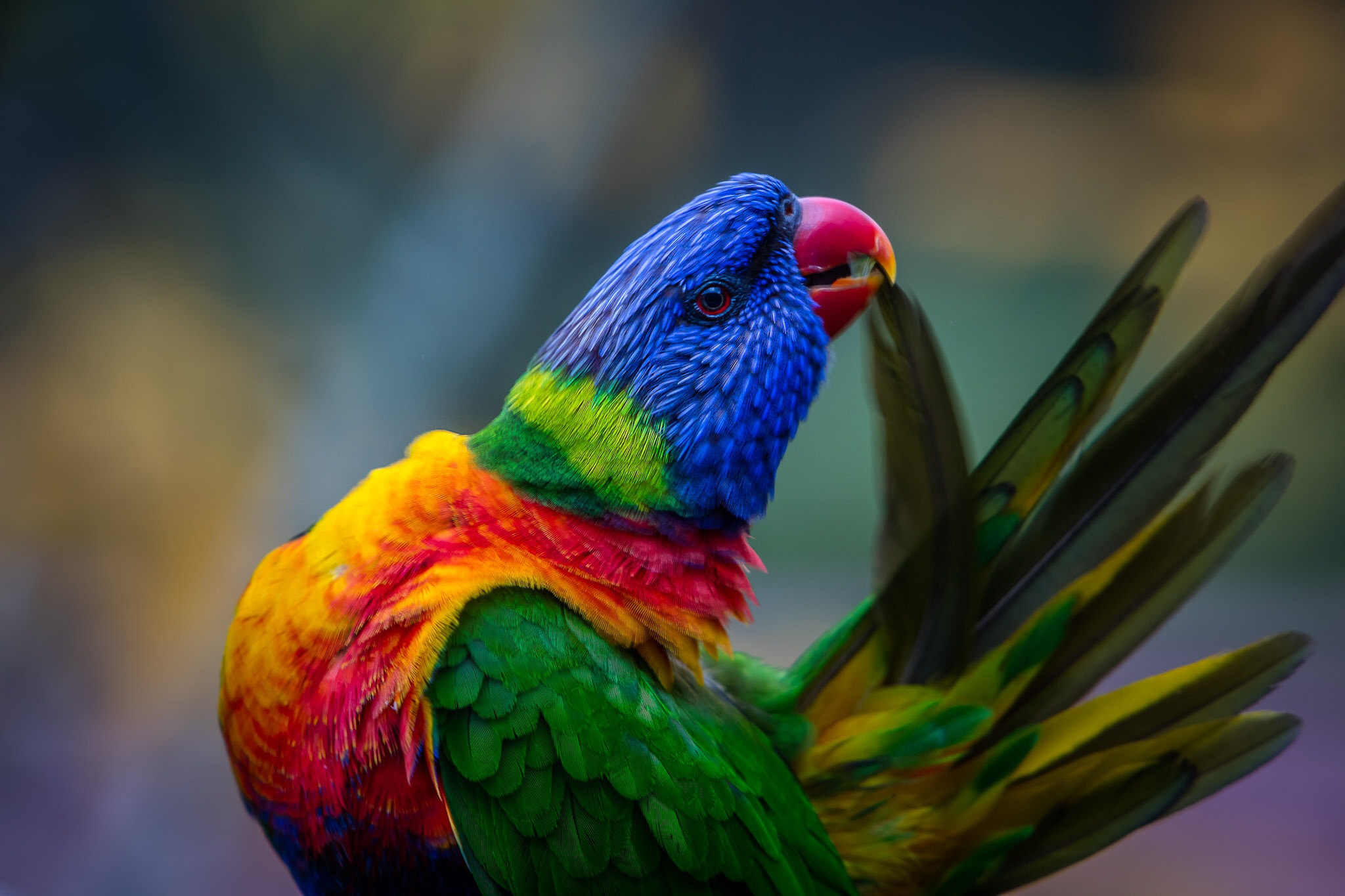 Canon EF 70-200mm F2.8L IS USM sample photo. Rainbow laurikeat photography