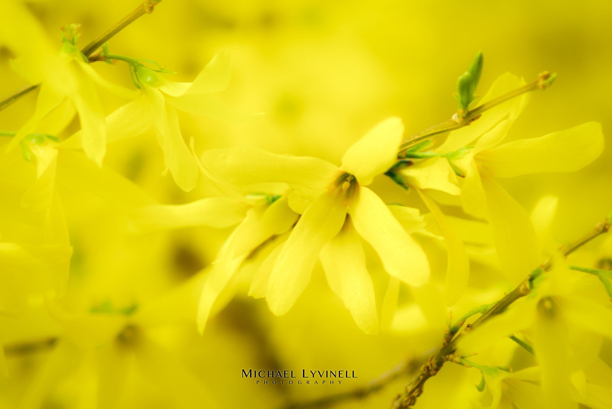 Pentax K-m (K2000) + Tamron AF 70-300mm F4-5.6 Di LD Macro sample photo. A yellow blossom photography
