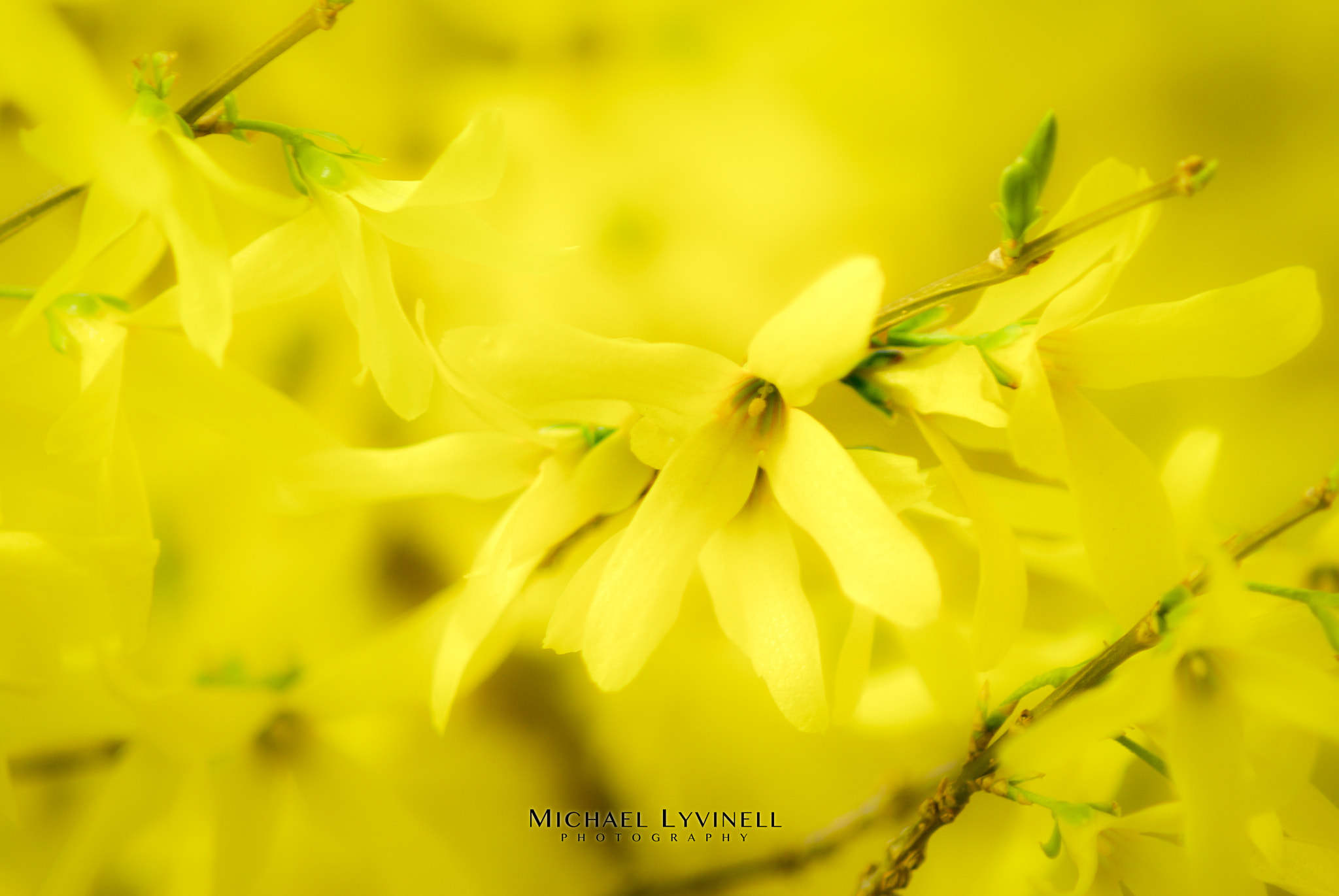 Pentax K-m (K2000) sample photo. A yellow blossom photography