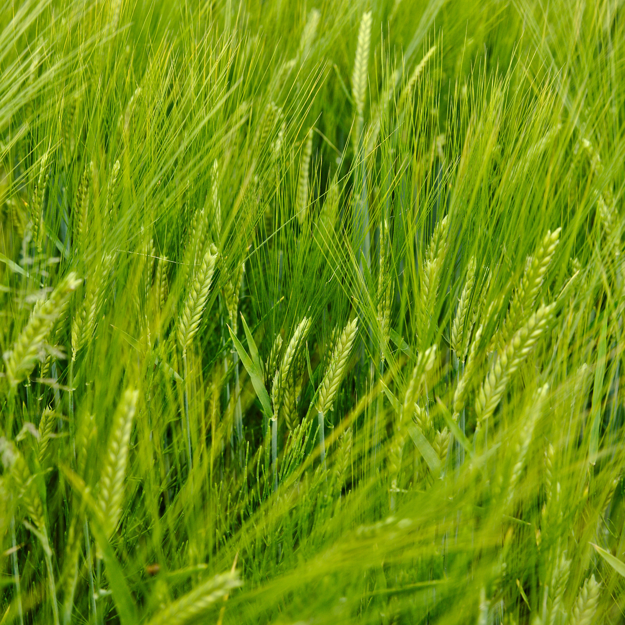 Canon EF 24-70mm F2.8L II USM sample photo. Ähren im wind photography