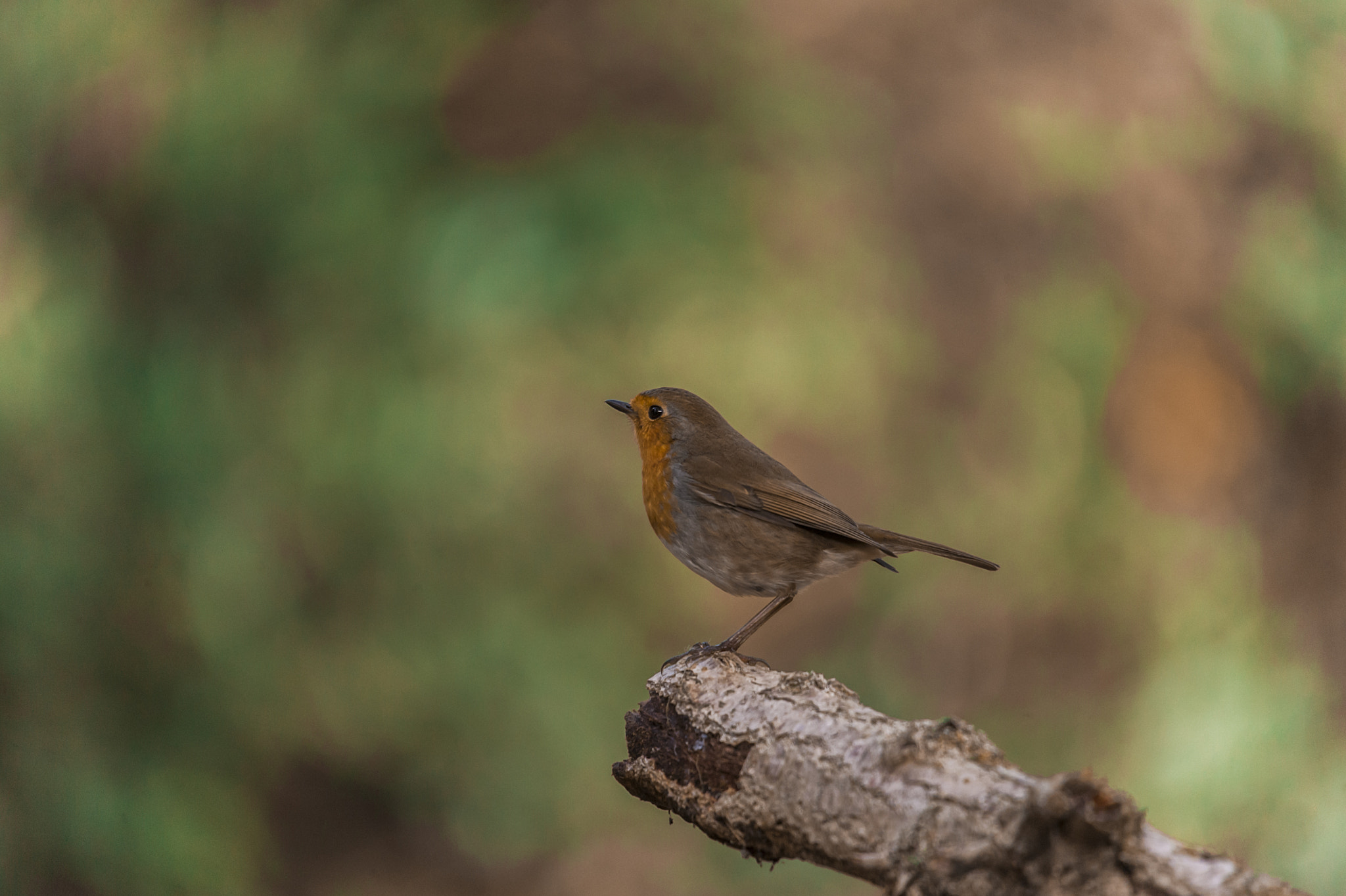 Sigma 50-500mm F4.5-6.3 DG OS HSM sample photo. Un peti photography