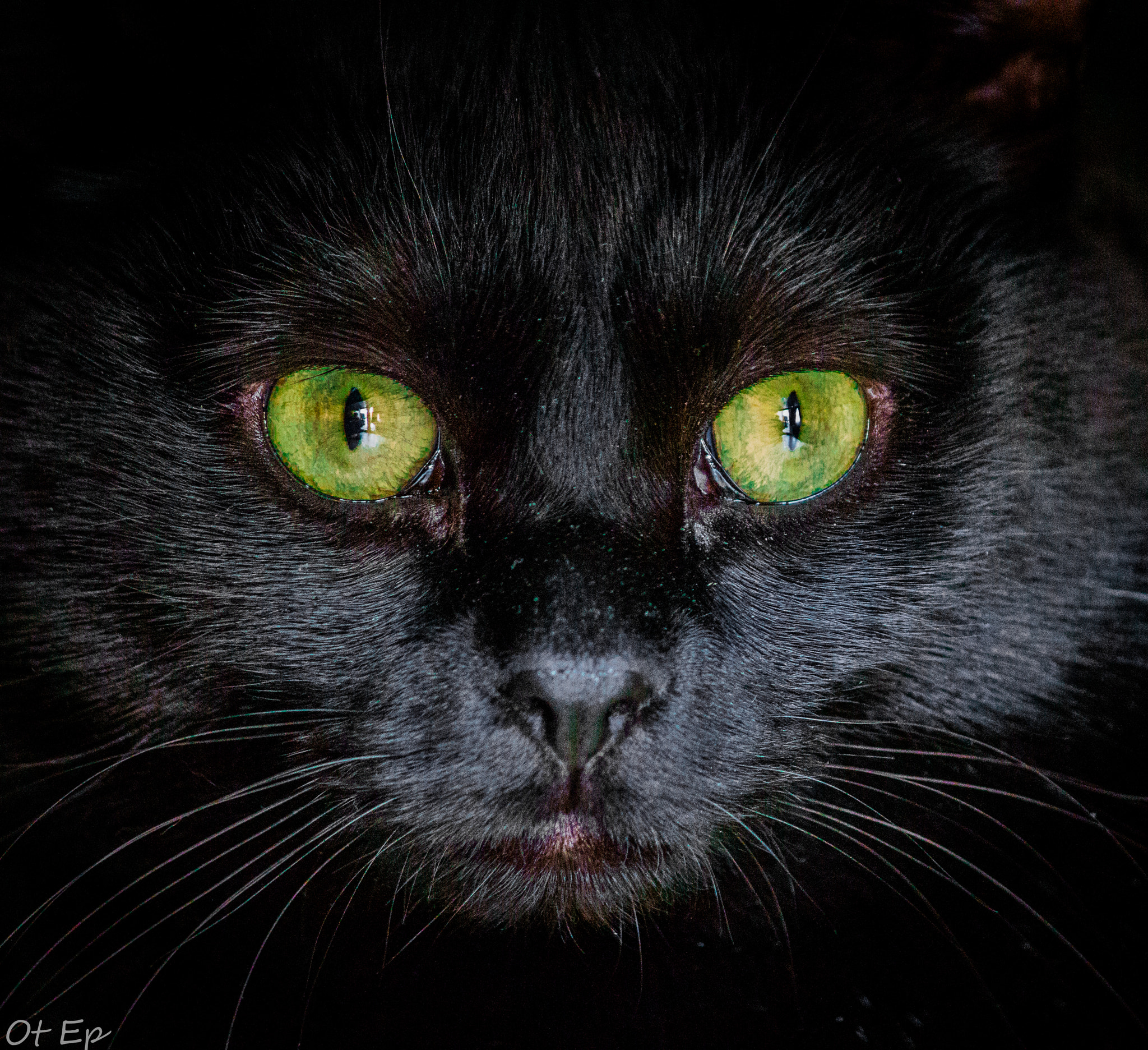 Canon EOS M sample photo. My pet wolverine photography