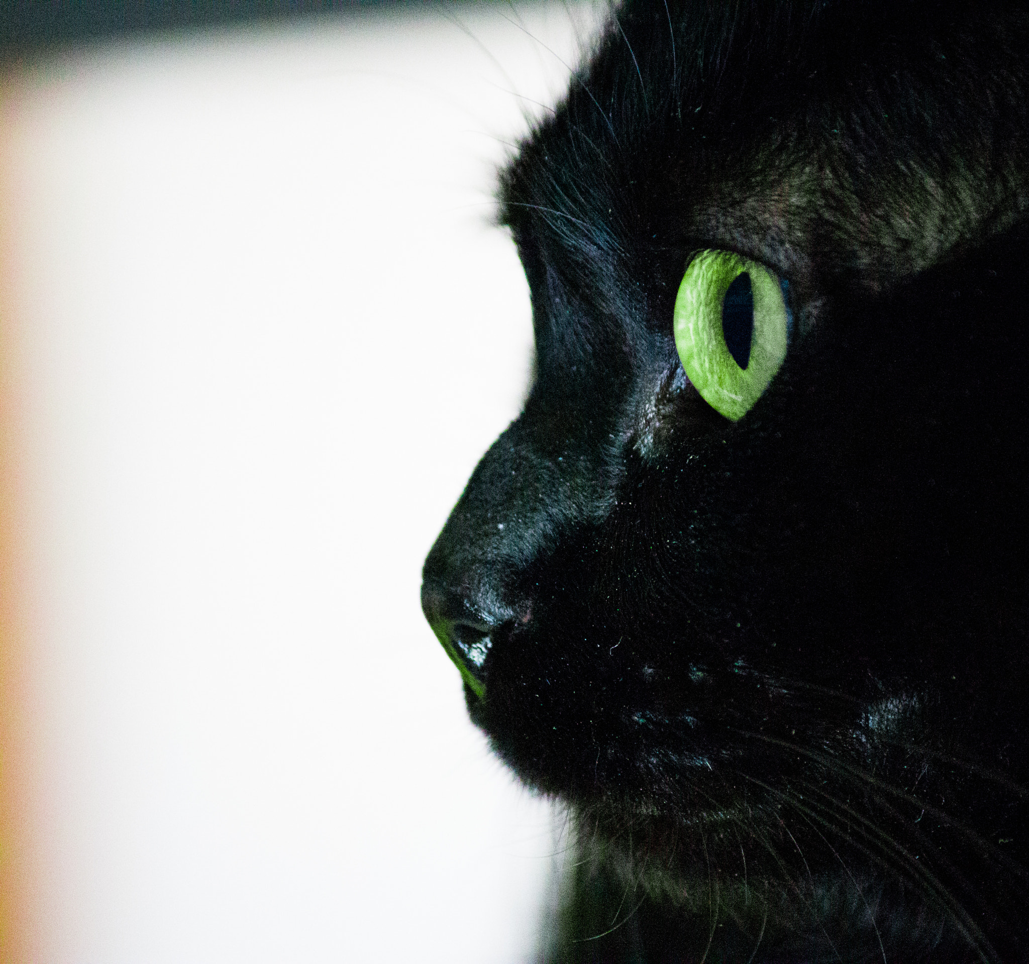 Canon EOS M sample photo. My pet wolverine photography