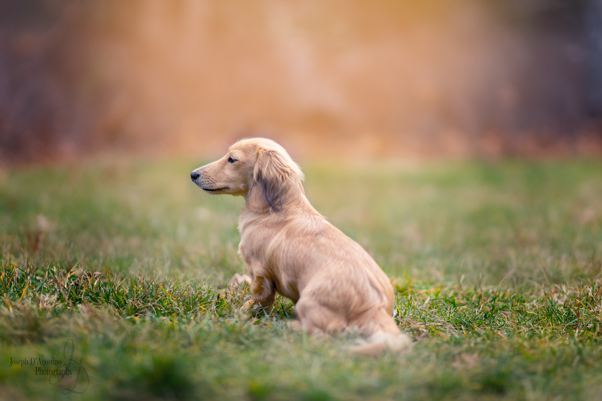 Sony a7 II + Canon EF 14mm F2.8L II USM sample photo. The dog photography