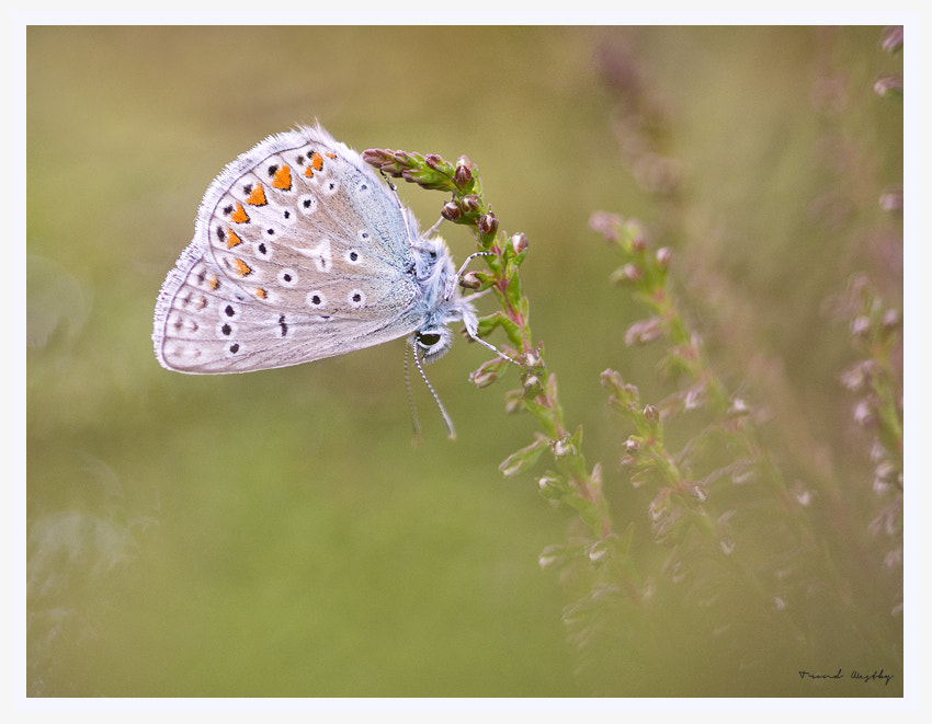 Nikon D7100 + Sigma 105mm F2.8 EX DG Macro sample photo. Common blue photography