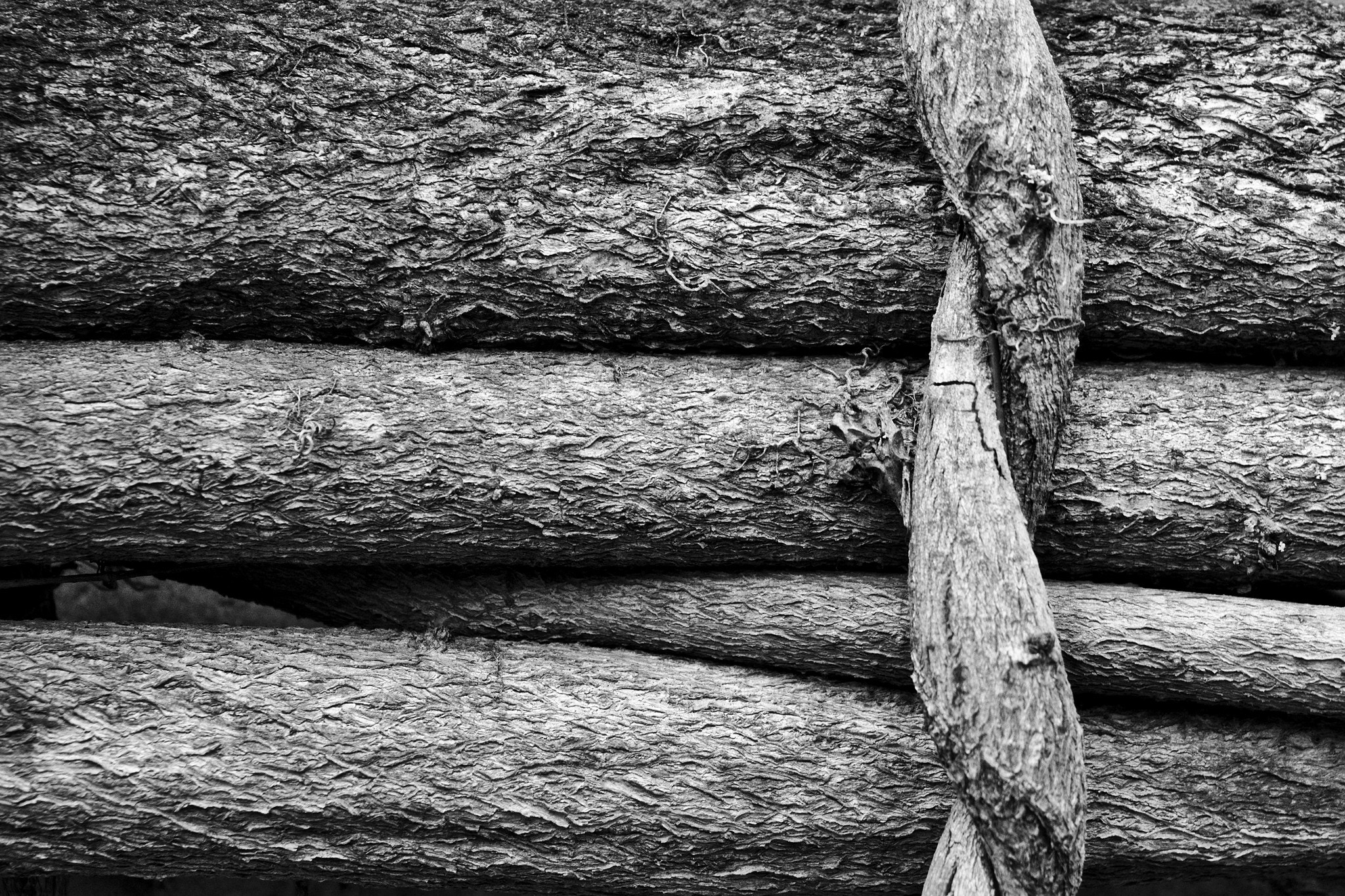 Canon EF-S 18-135mm F3.5-5.6 IS STM sample photo. Graphisch vegetiert photography