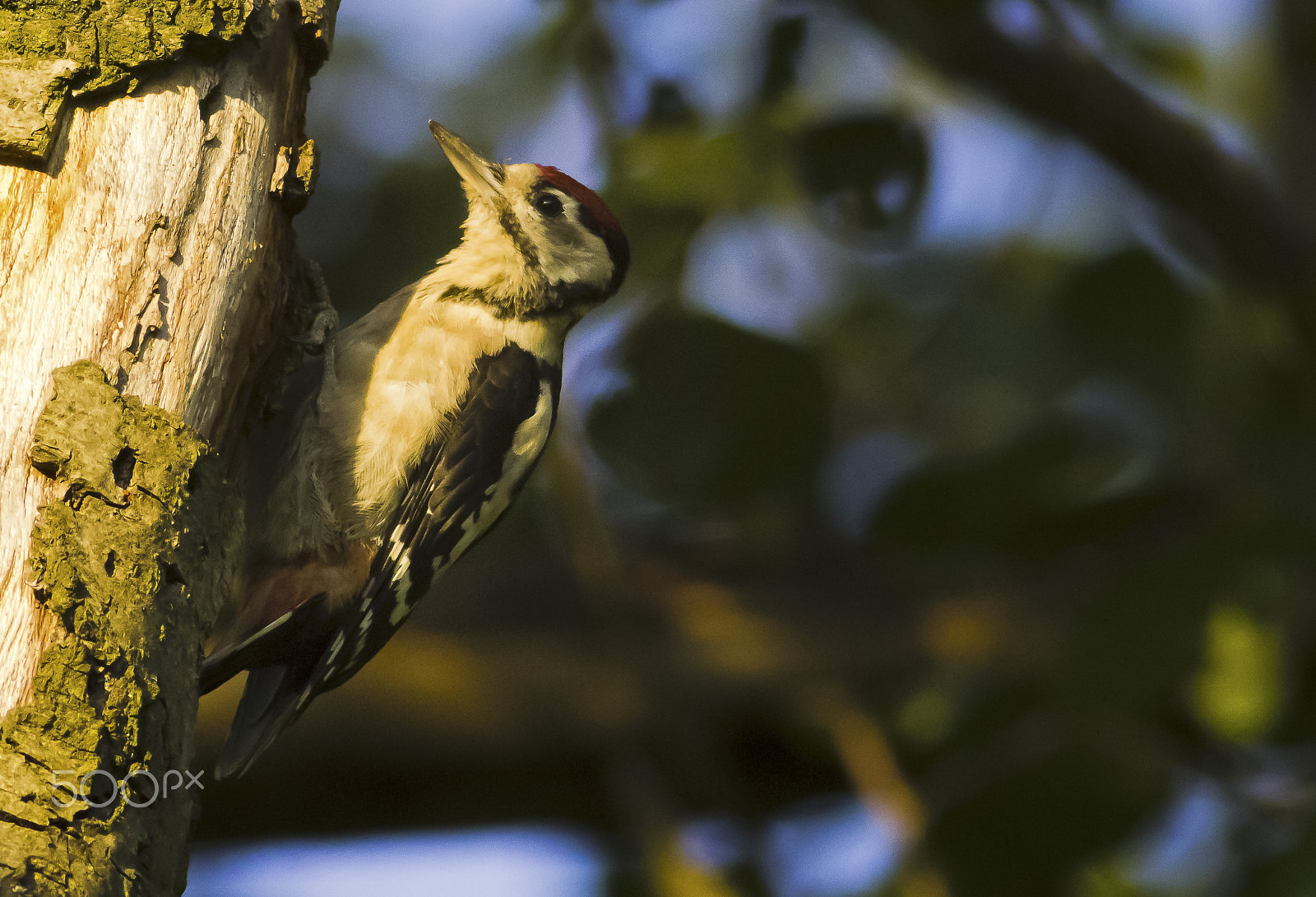 Canon EOS 600D (Rebel EOS T3i / EOS Kiss X5) + Canon EF 400mm F5.6L USM sample photo. Strakopoud photography