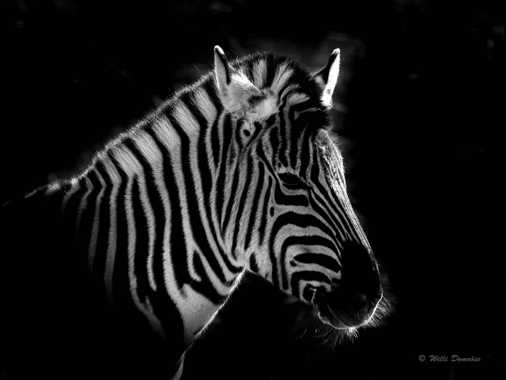 Olympus Zuiko Digital ED 70-300mm F4.0-5.6 sample photo. Zebra in b/w photography