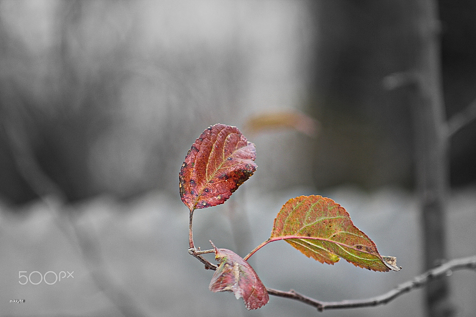 Canon EF 80-200mm F4.5-5.6 II sample photo. Cold photography