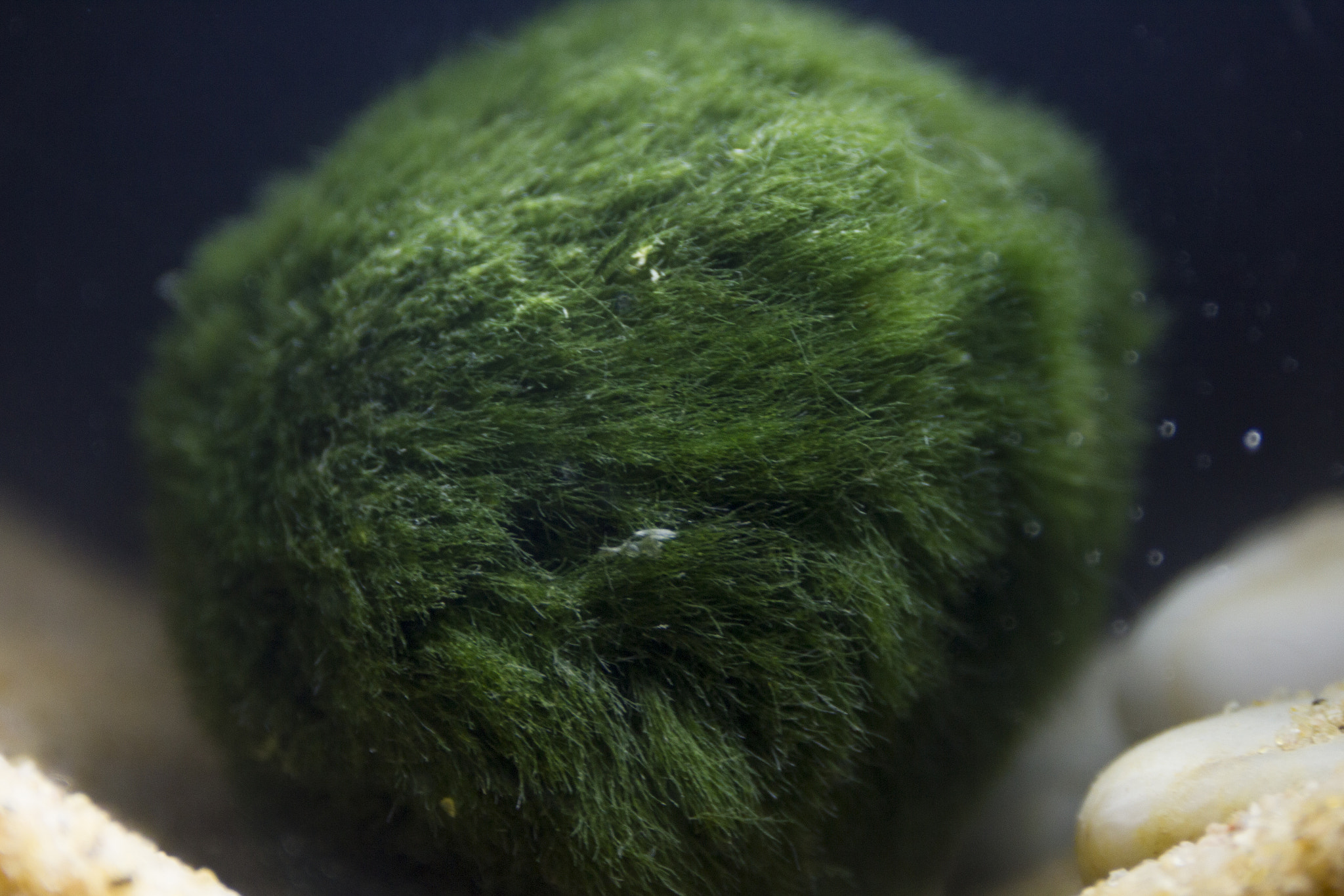 Canon EOS 550D (EOS Rebel T2i / EOS Kiss X4) + Canon EF 24-70mm F4L IS USM sample photo. Mystical marimo moss photography