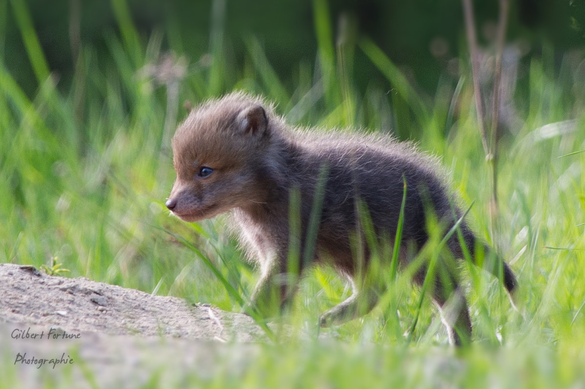Nikon AF-S Nikkor 300mm F2.8G ED VR II sample photo. A young red fox photography