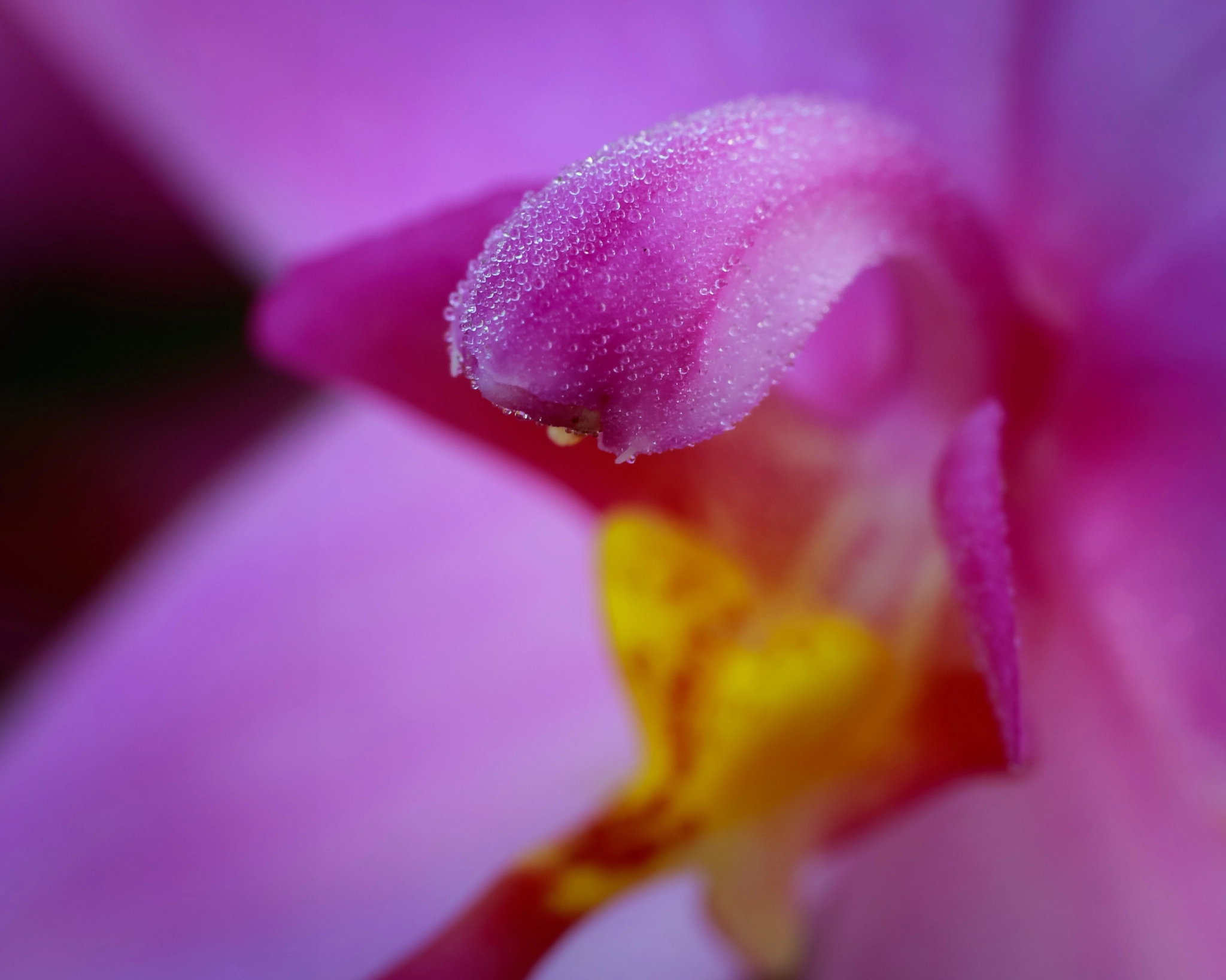 Canon EOS 7D Mark II + Canon EF 100mm F2.8 Macro USM sample photo. Philippine ground orchid photography