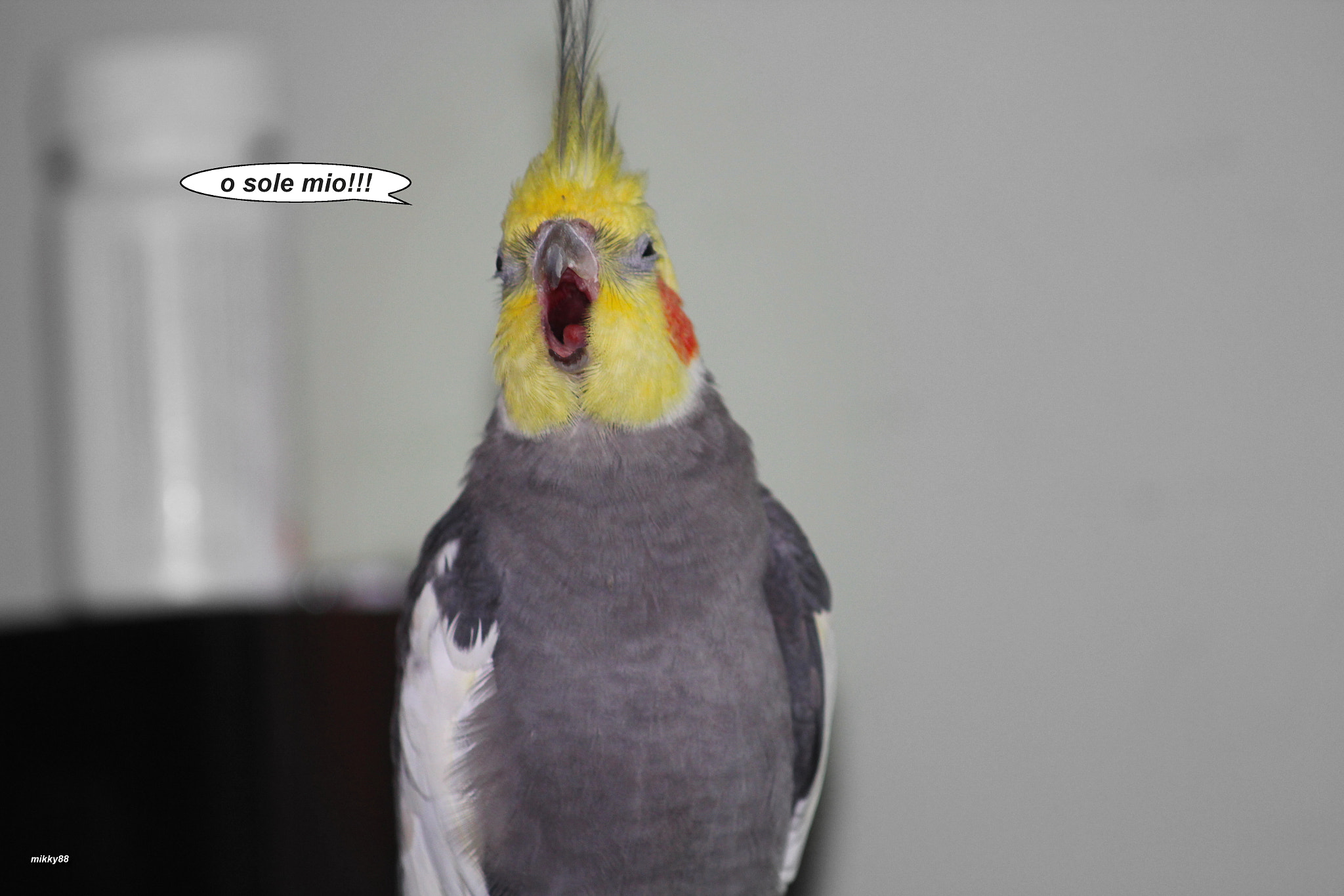 Canon EF 80-200mm F4.5-5.6 II sample photo. Parrot photography