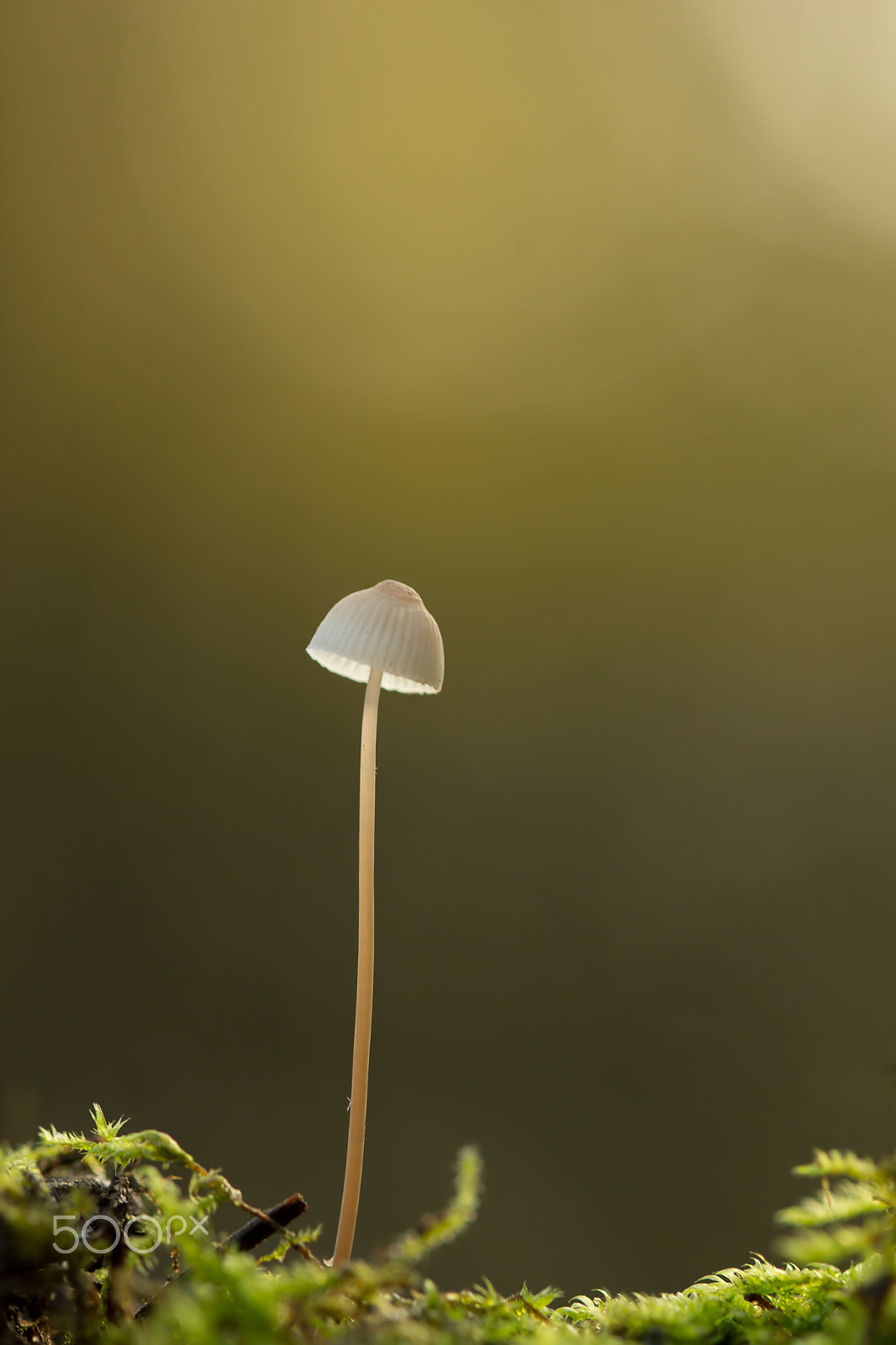 Canon EOS 600D (Rebel EOS T3i / EOS Kiss X5) + Canon EF 100mm F2.8 Macro USM sample photo. Golden autumn photography