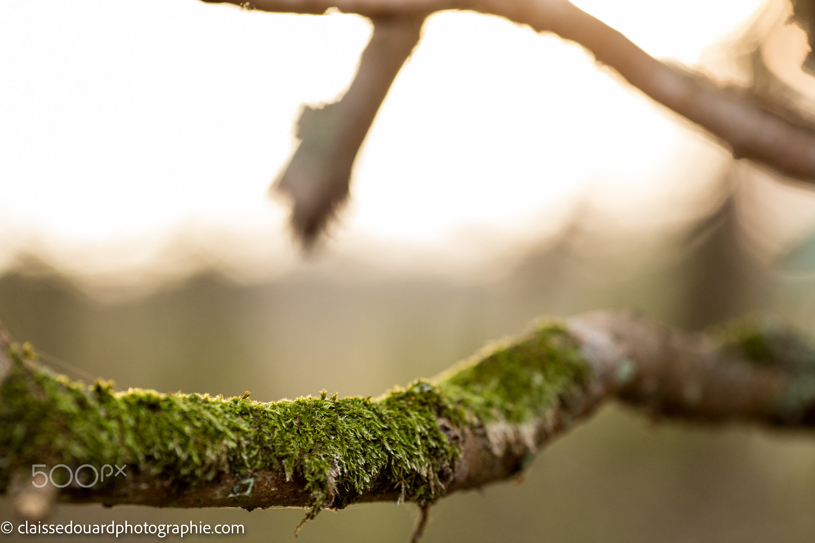 Canon EOS 5DS + Canon EF 135mm F2L USM sample photo. ____0h3a1719.jpg____ photography