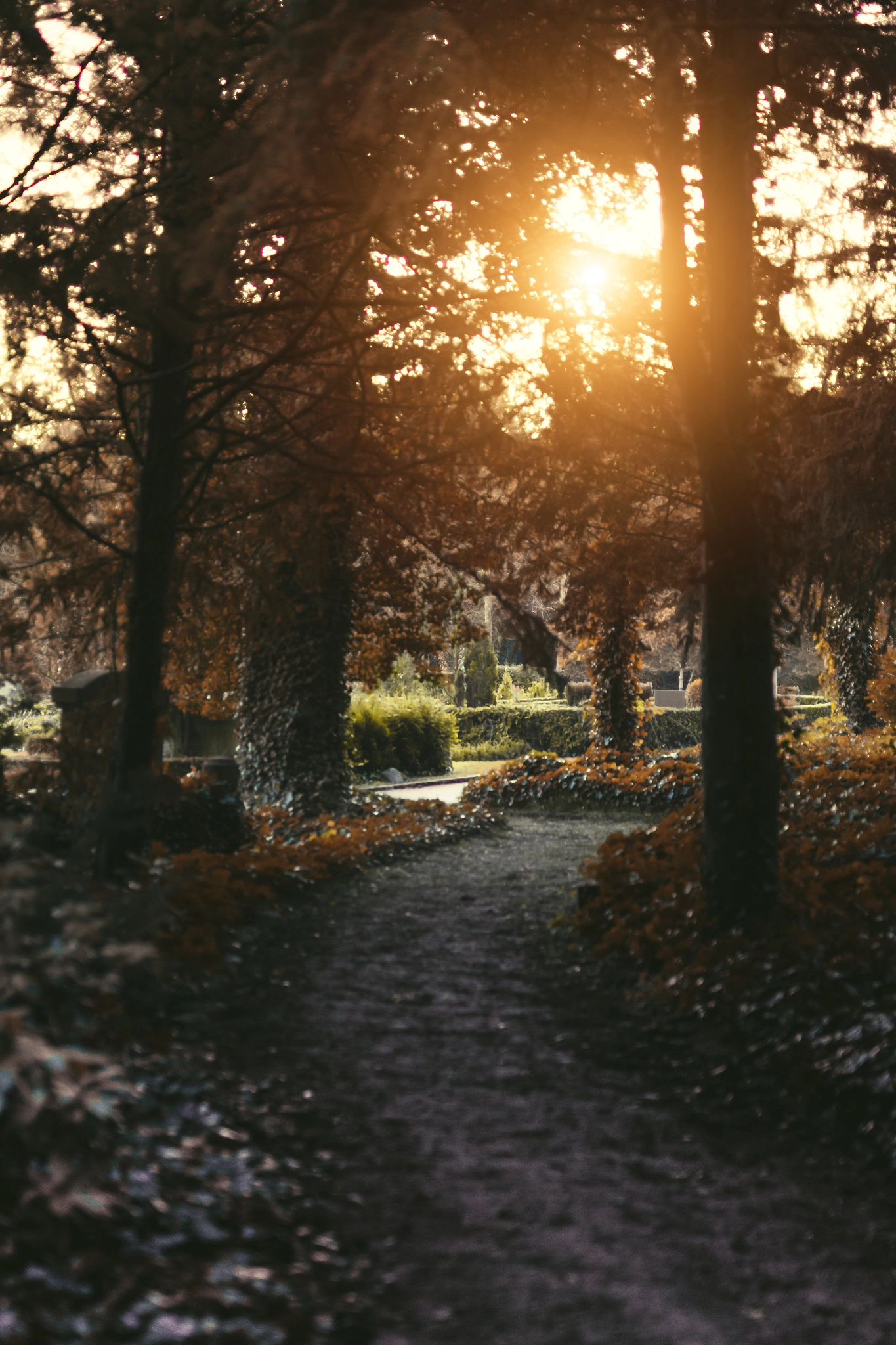 ZEISS Milvus 50mm F1.4 sample photo. Upon the slightly winding path photography