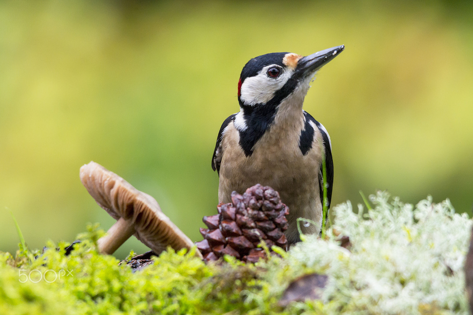 Sigma 150-500mm F5-6.3 DG OS HSM sample photo. Great spotted woodpecker photography