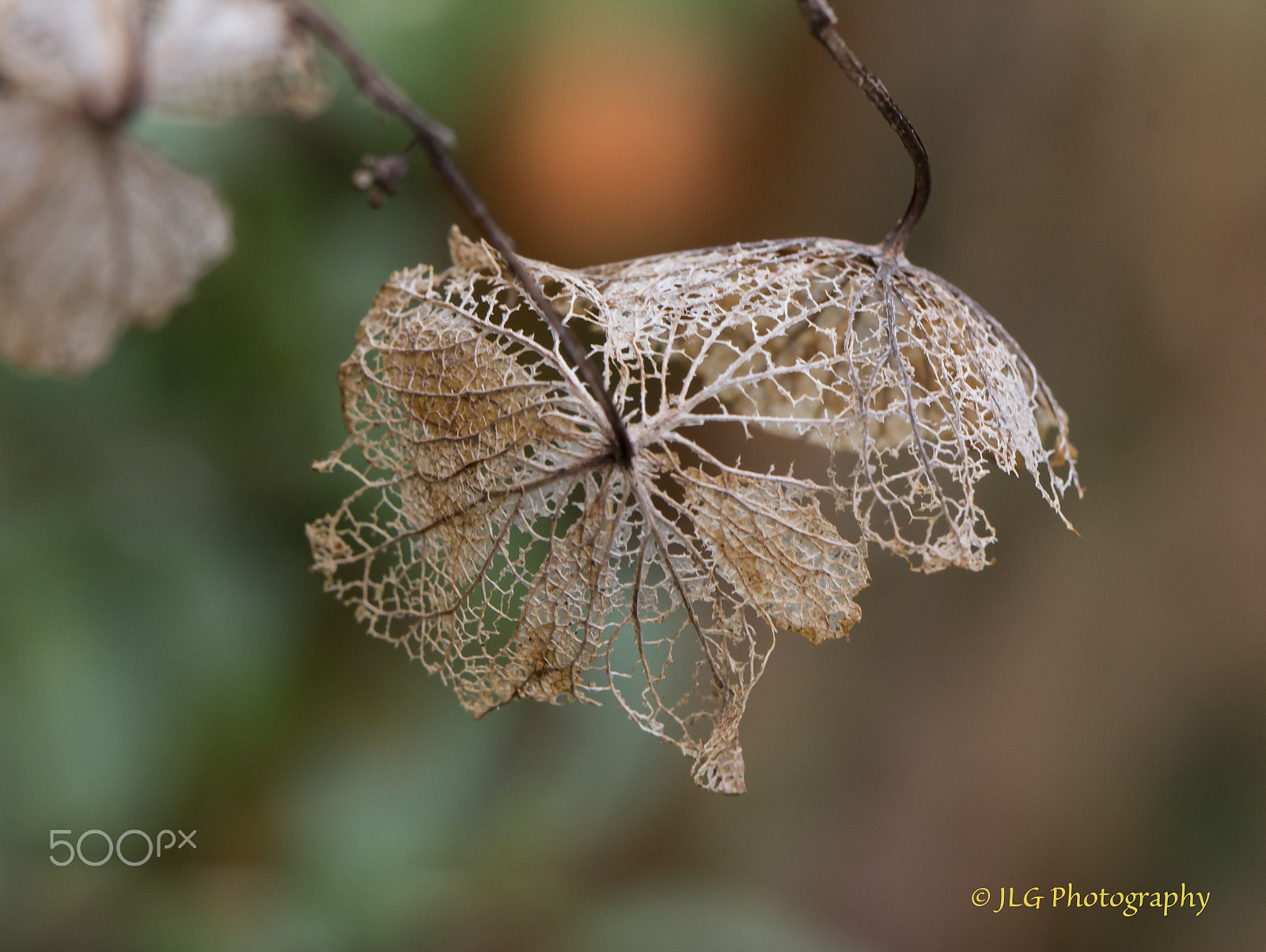 Canon EOS 650D (EOS Rebel T4i / EOS Kiss X6i) sample photo. Yesterday's glory photography