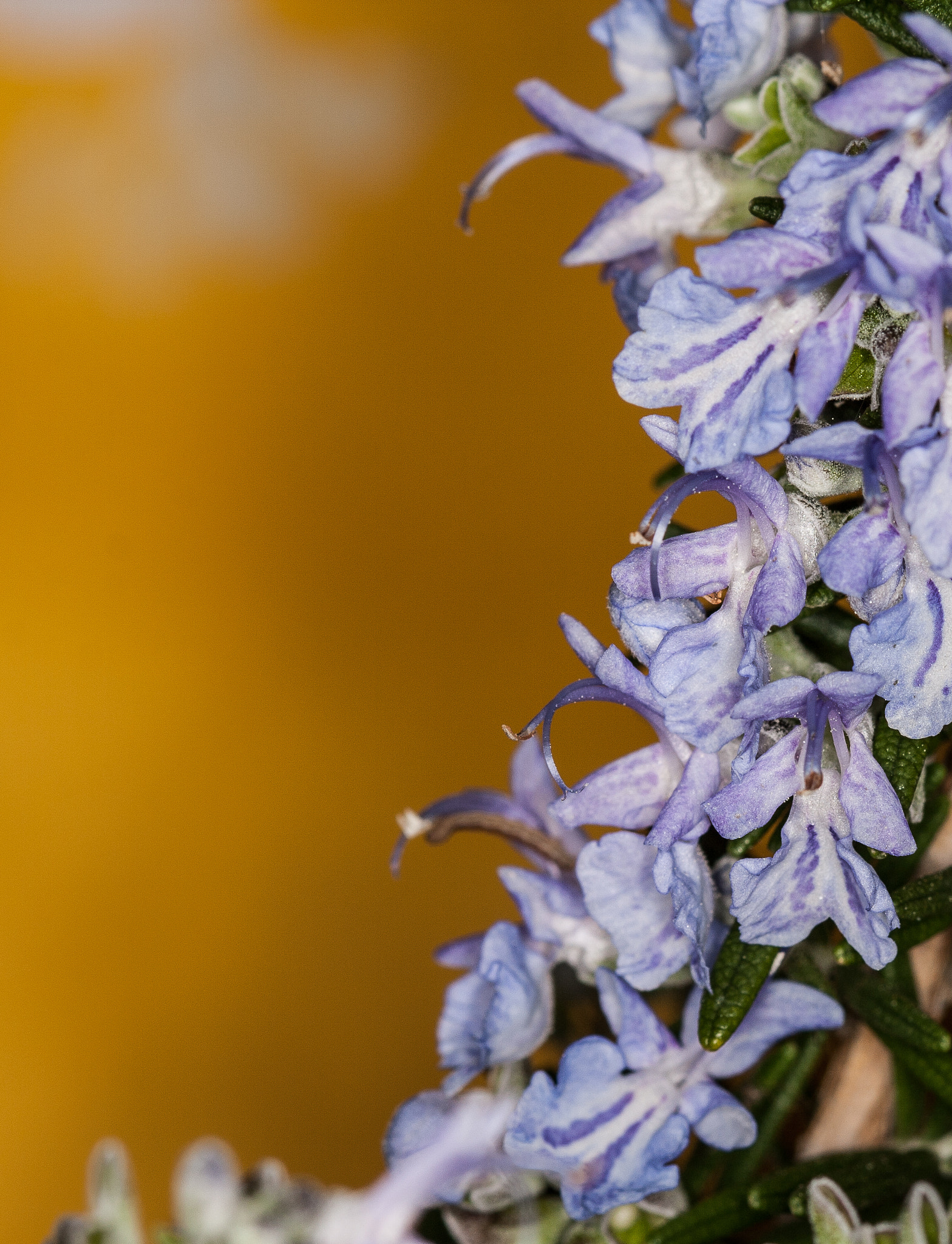Canon EF 100mm F2.8 Macro USM sample photo. Flor de romero photography