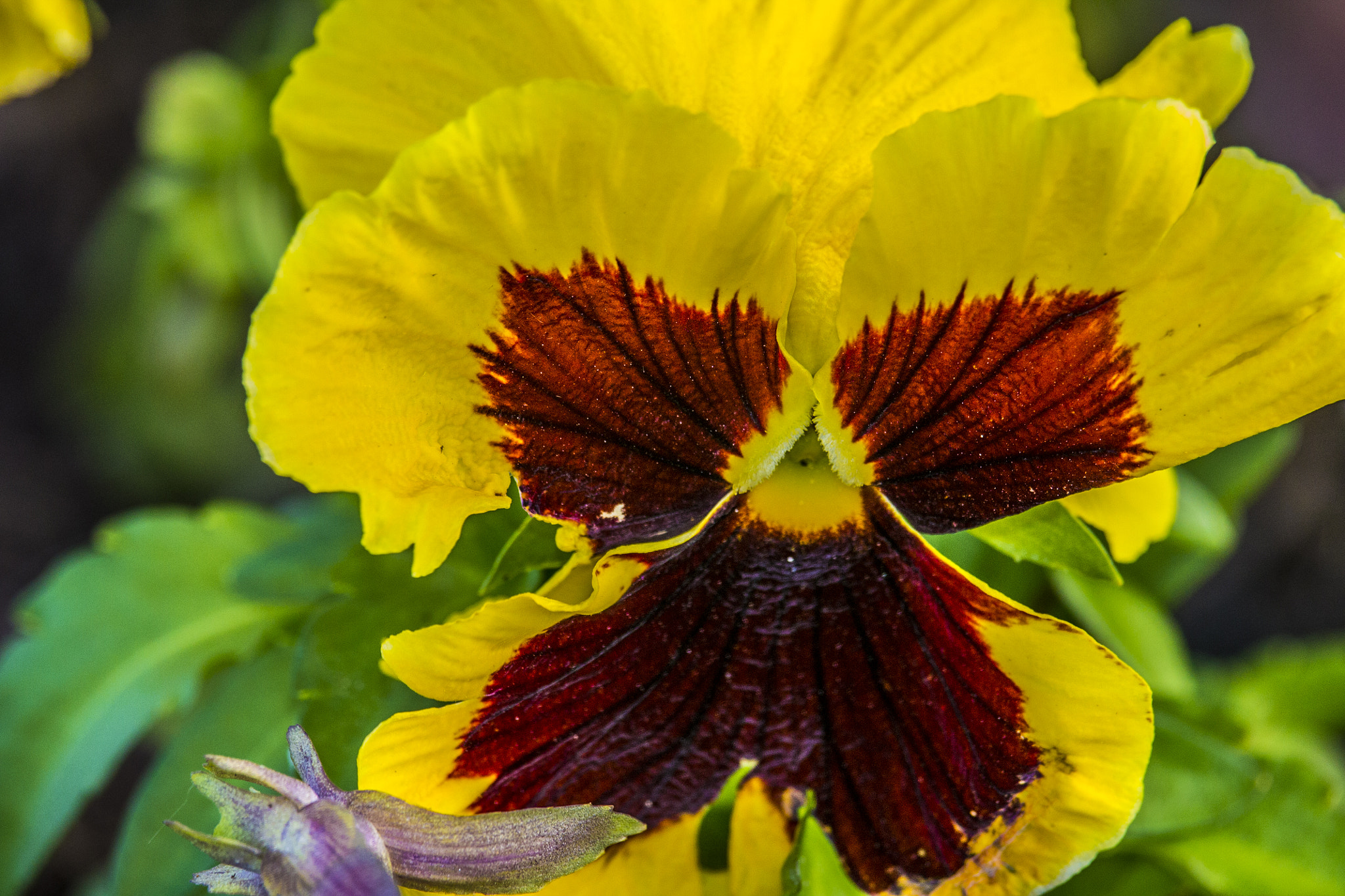 Canon EF-S 55-250mm F4-5.6 IS STM sample photo. Yellow beauty photography